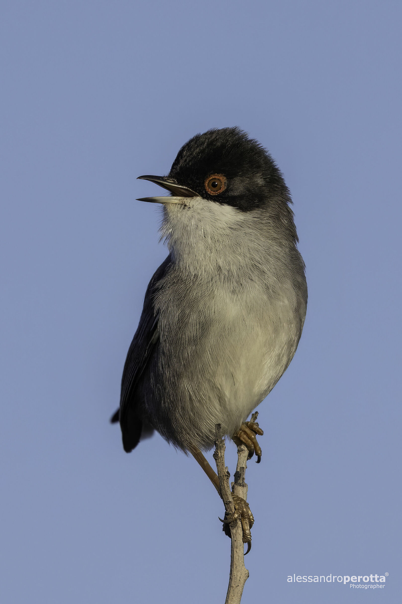 Sylvia melanocephala