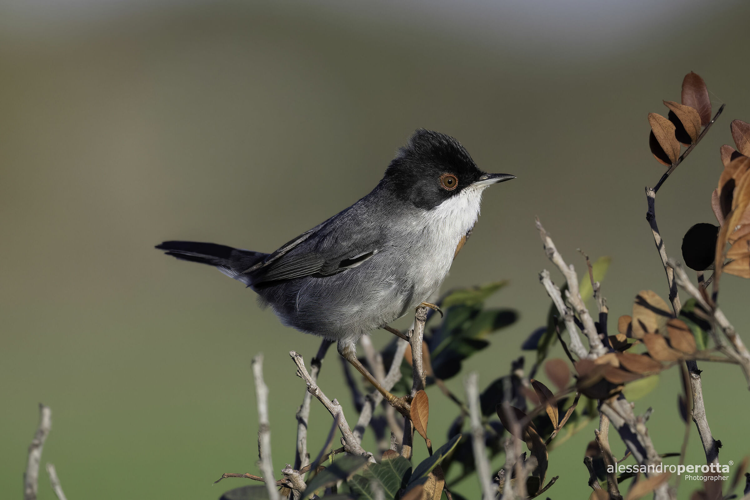 Sylvia melanocephala