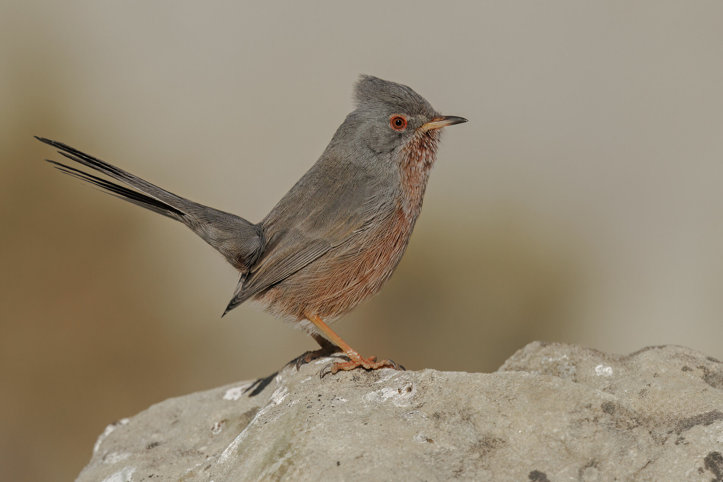 Dartford warbler ?