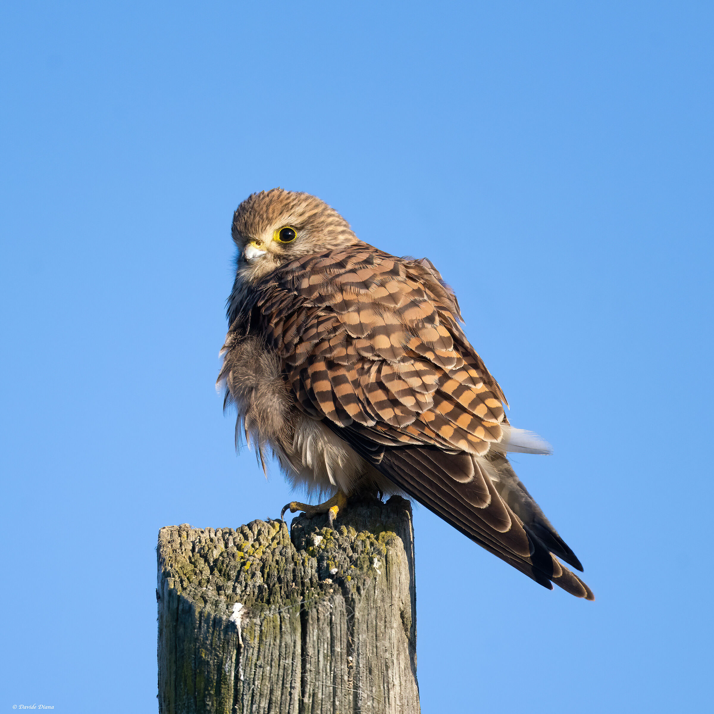 Kestrel