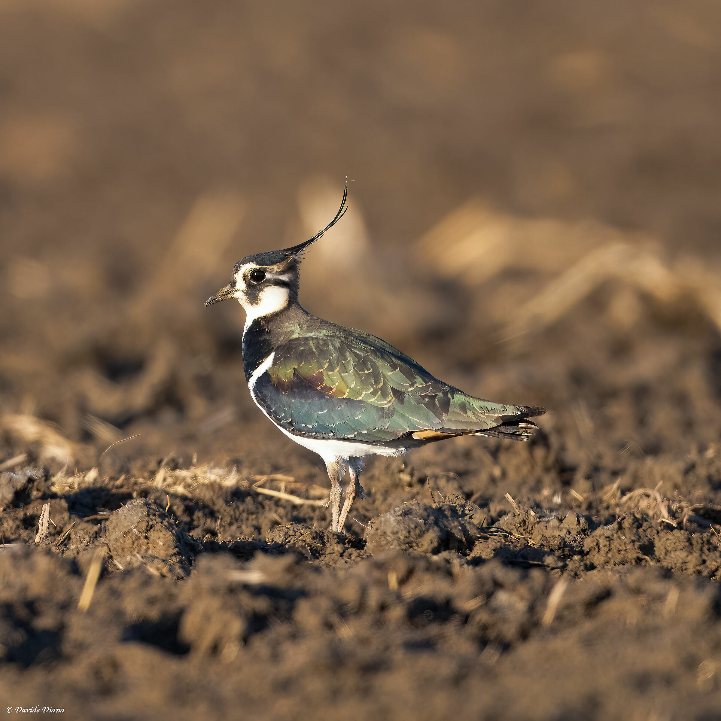Lapwing