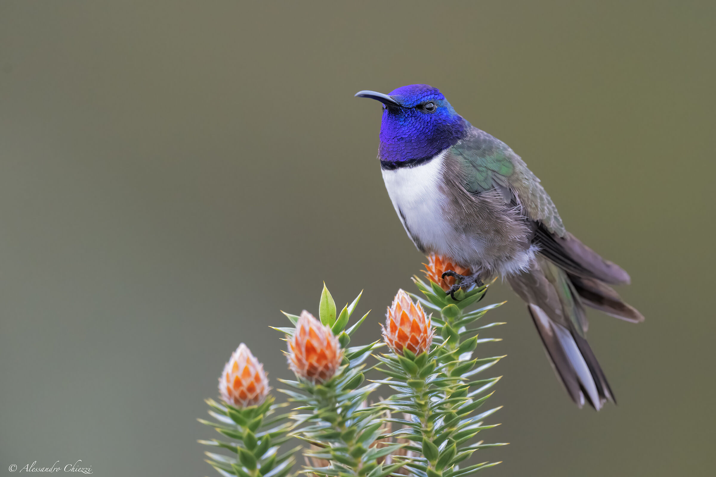Stella dei monti delle Ande