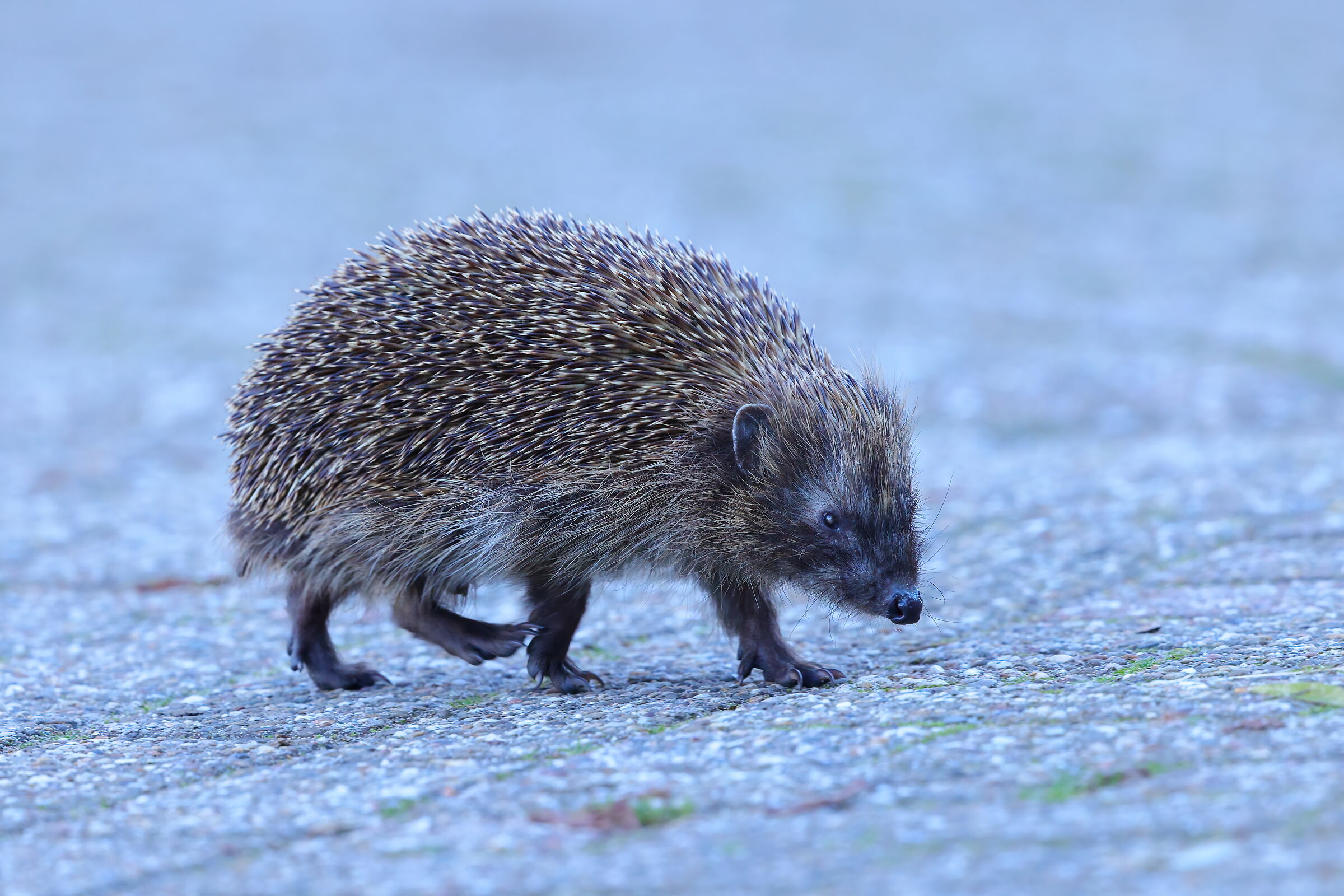 A friendly passer-by