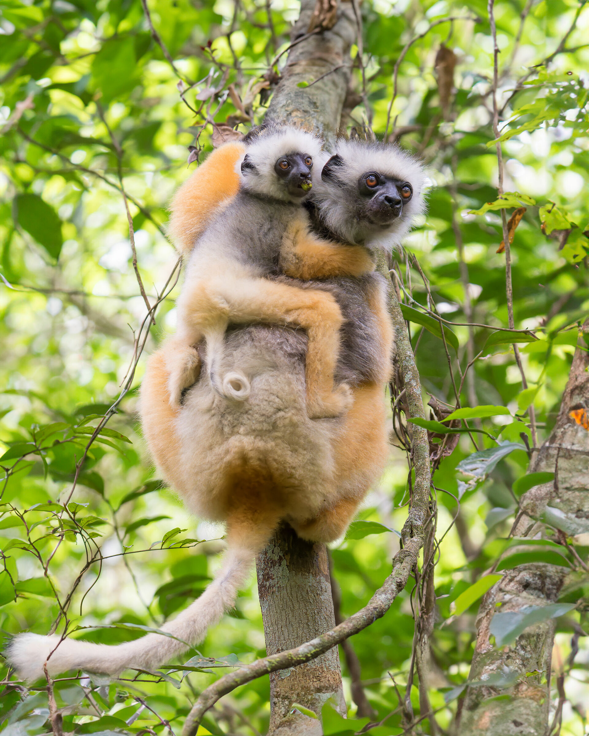 Sifaka diadema