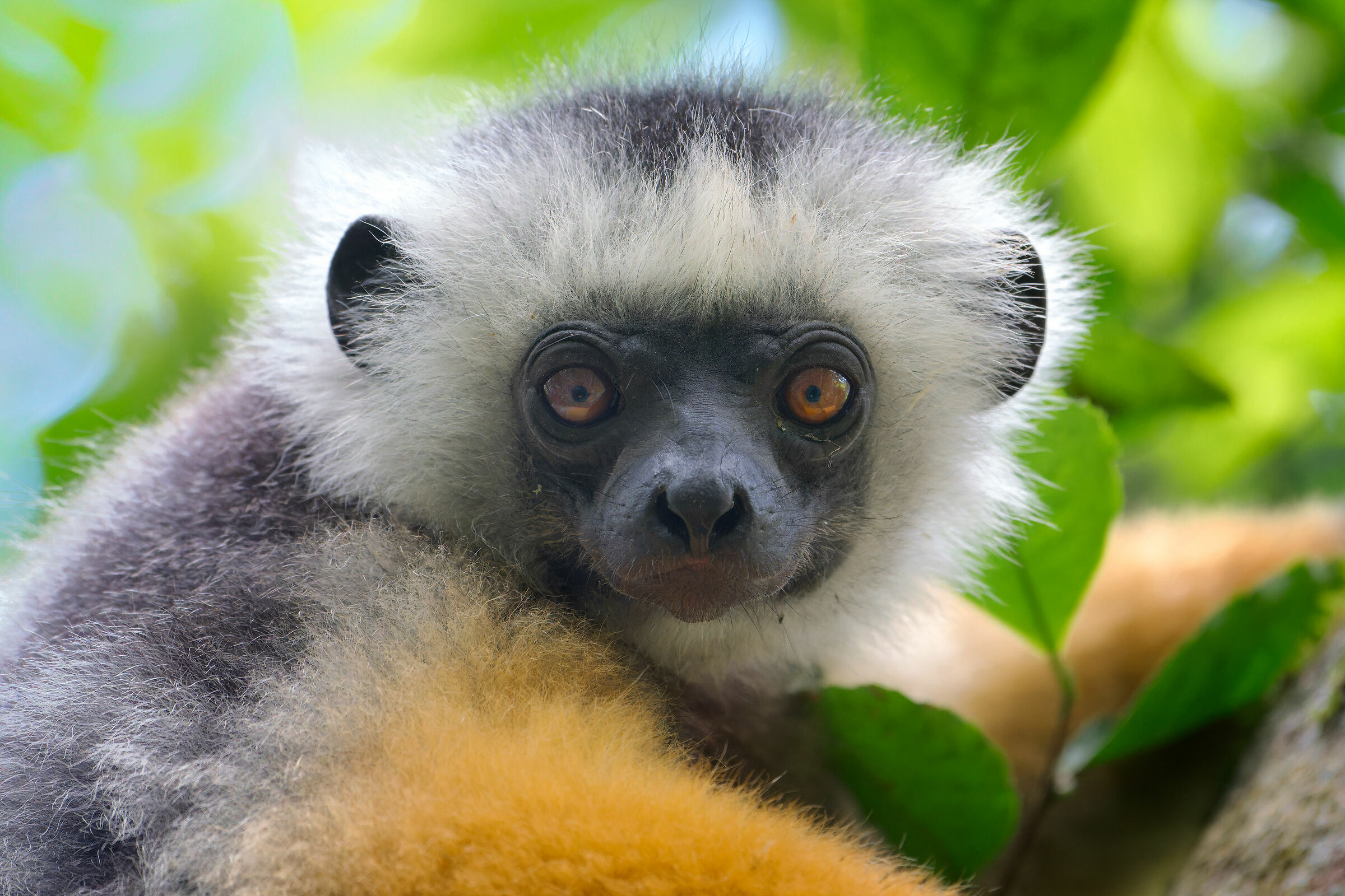 Sifaka diadema