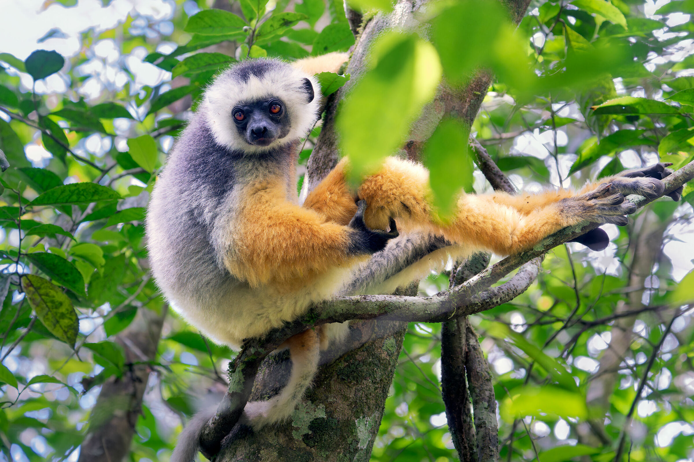 Sifaka diadema