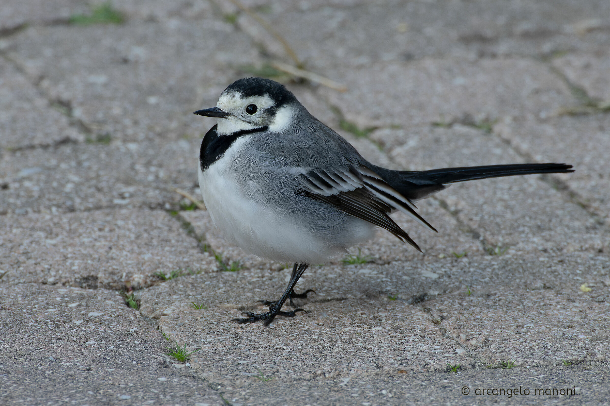 Motacilla alba