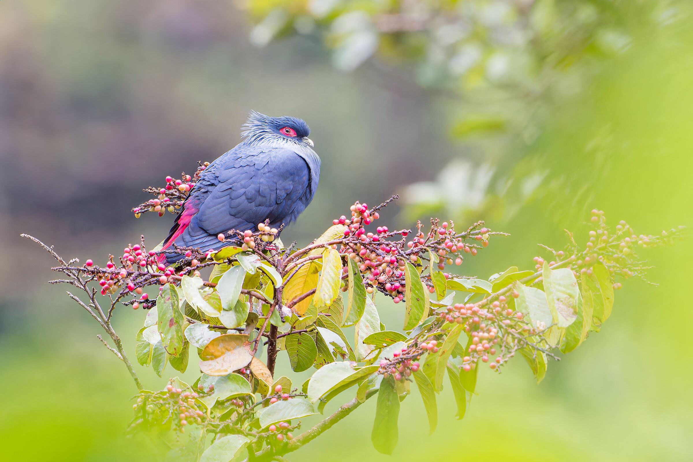Blue pigeon from Madagascar