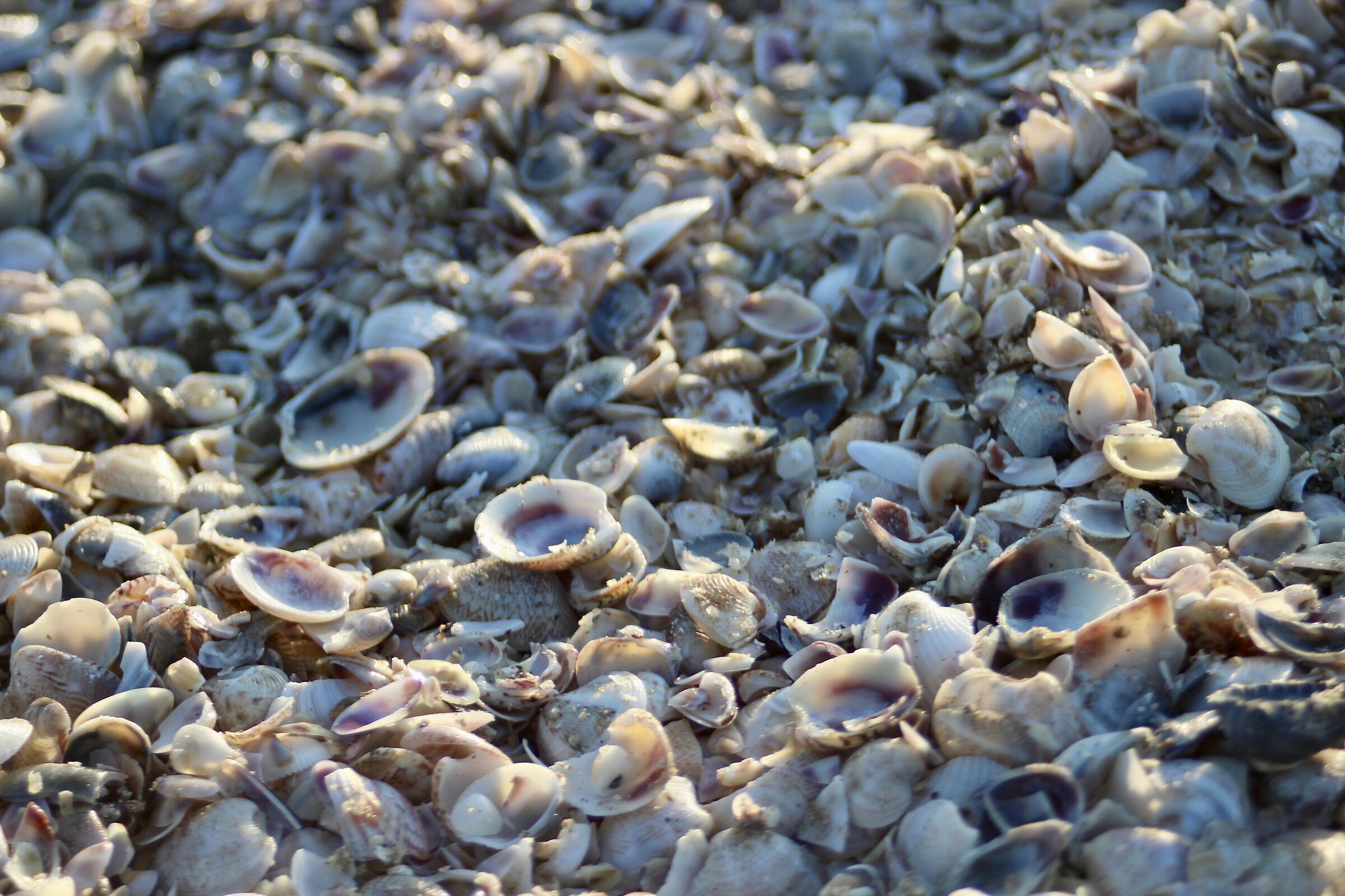 Carpet of shells