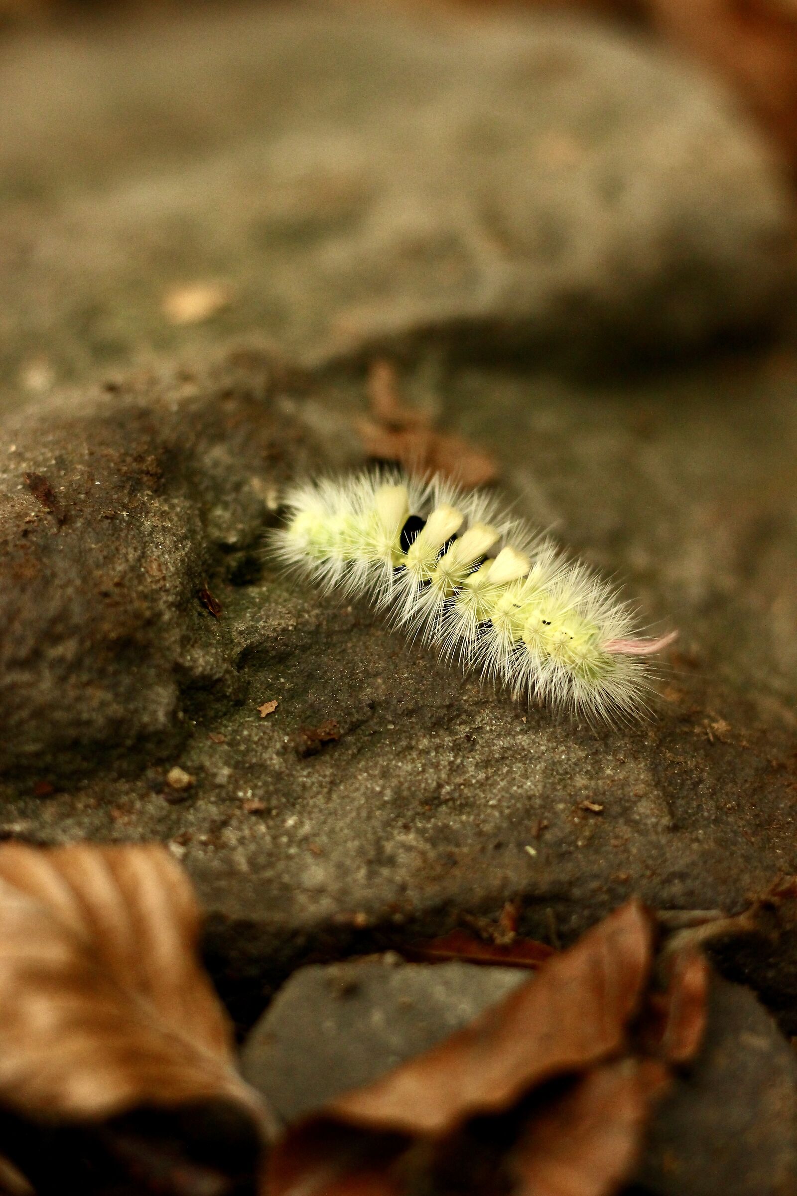 Caterpillar