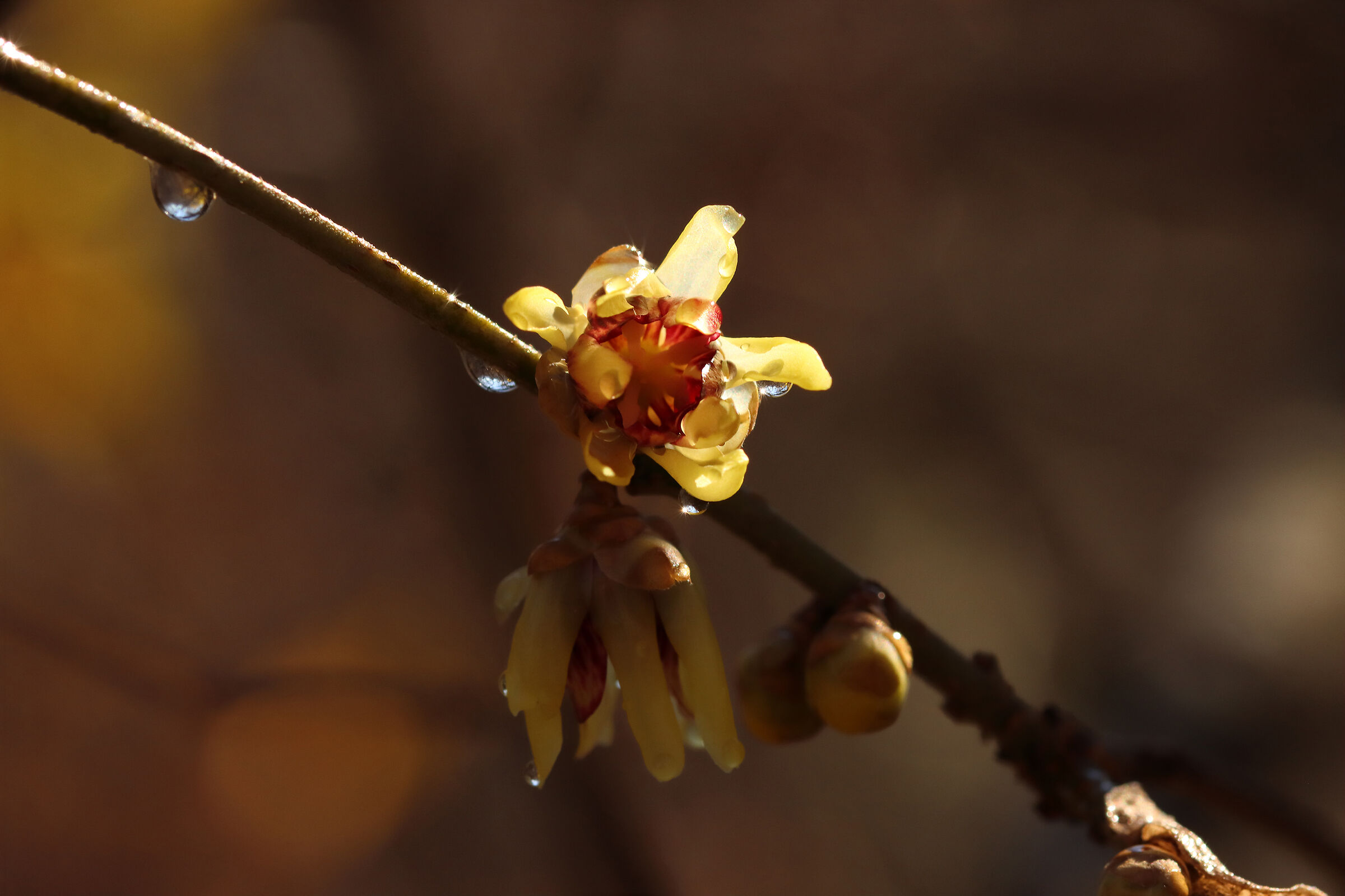 The calycanthus is already in bloom