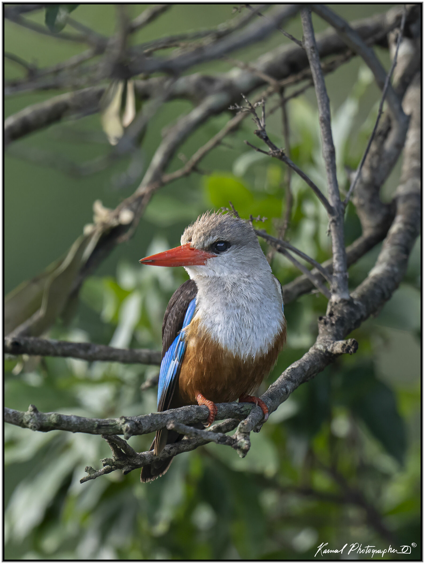 Grey-headed Kingfisher