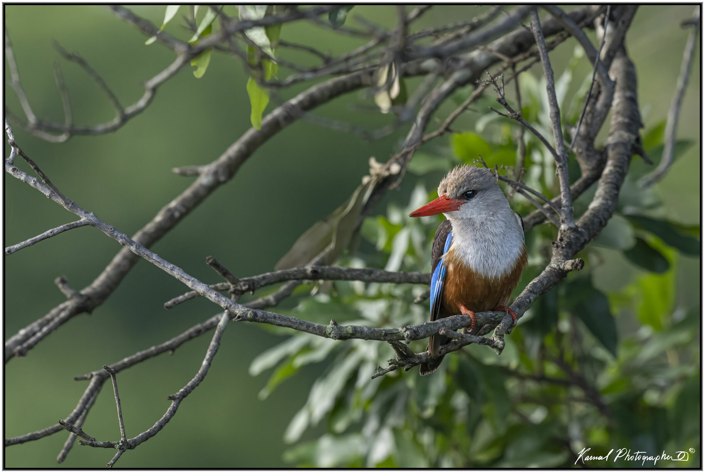 Grey-headed Kingfisher