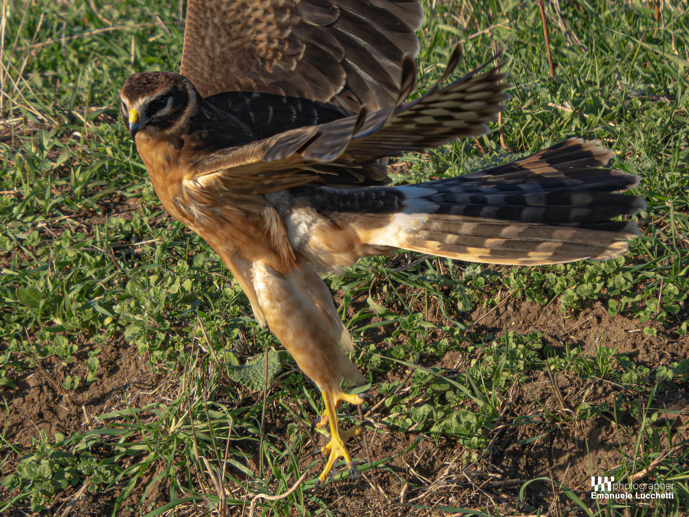 Pale harrier (female, juvenile)