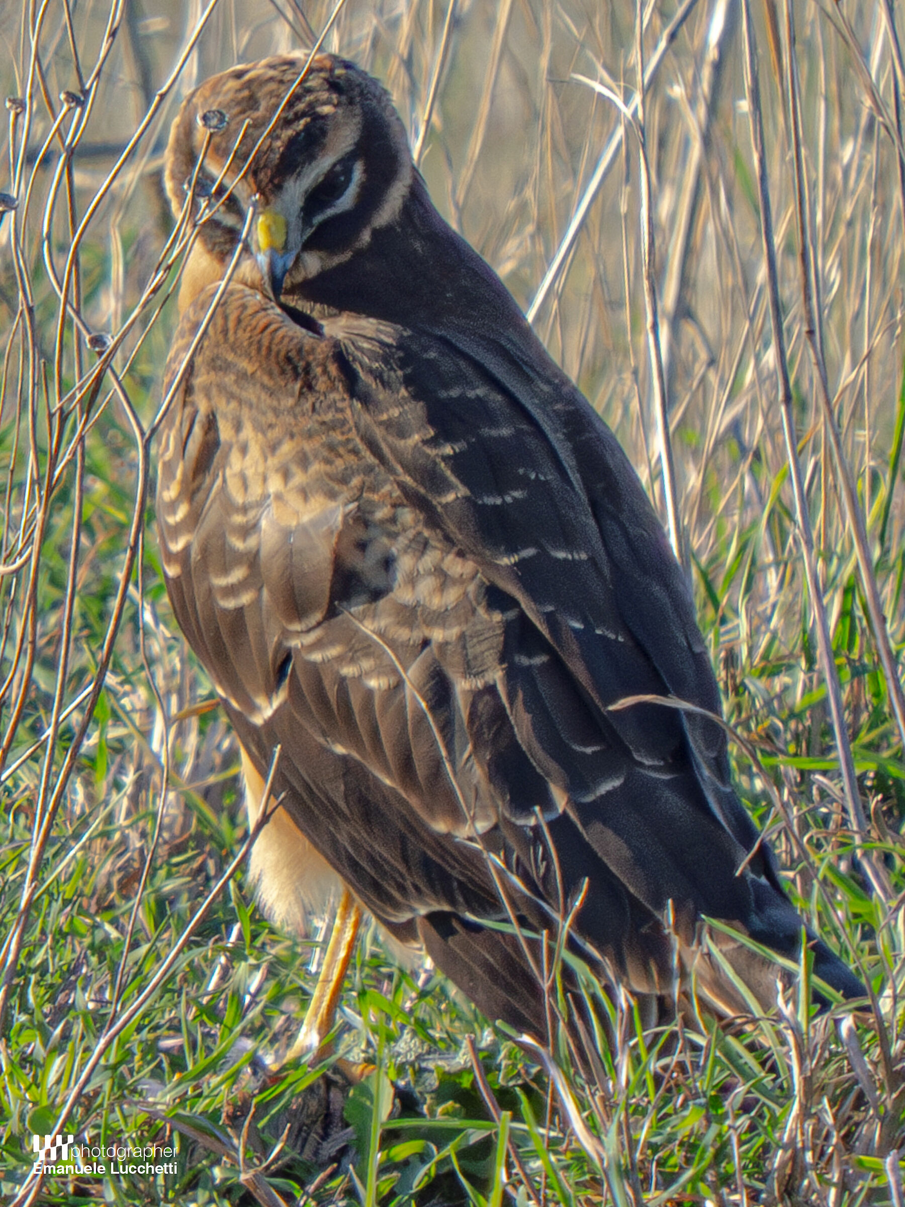 Pale harrier (female, juvenile)