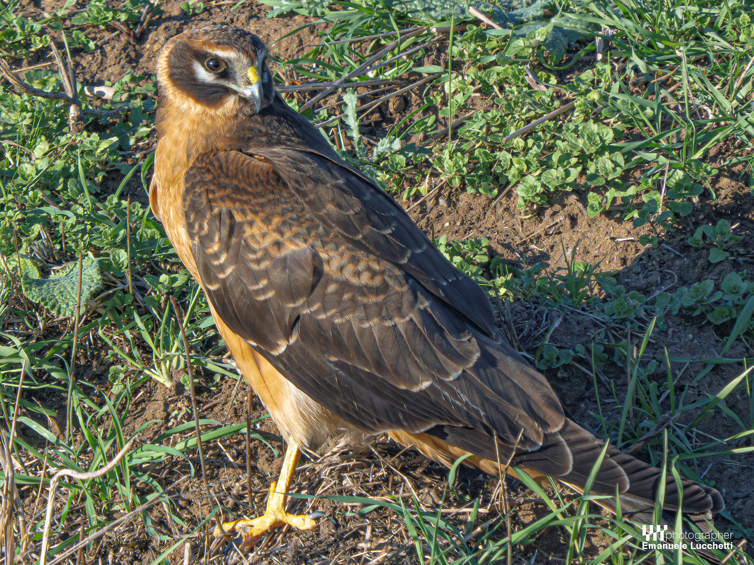 Pale harrier (female, juvenile)