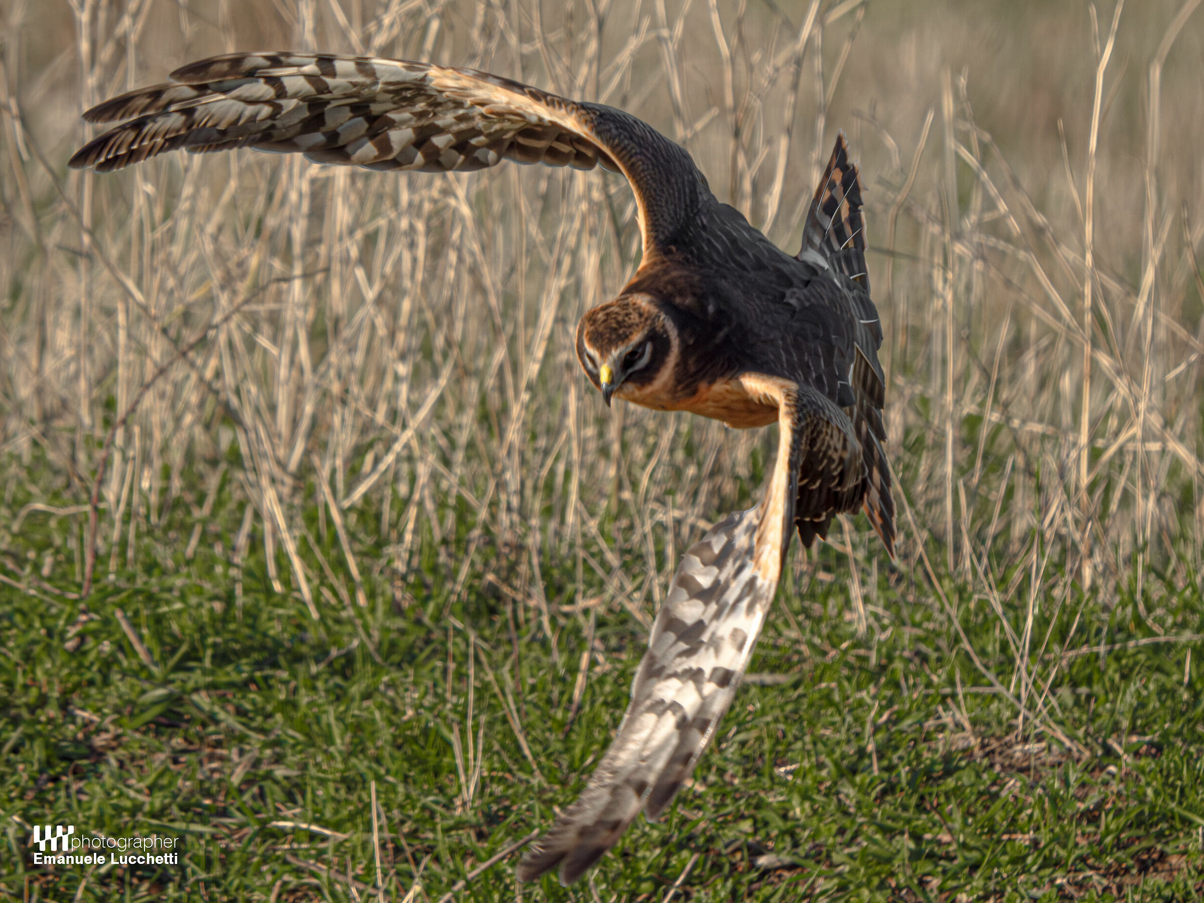 Pale harrier (female, juvenile)