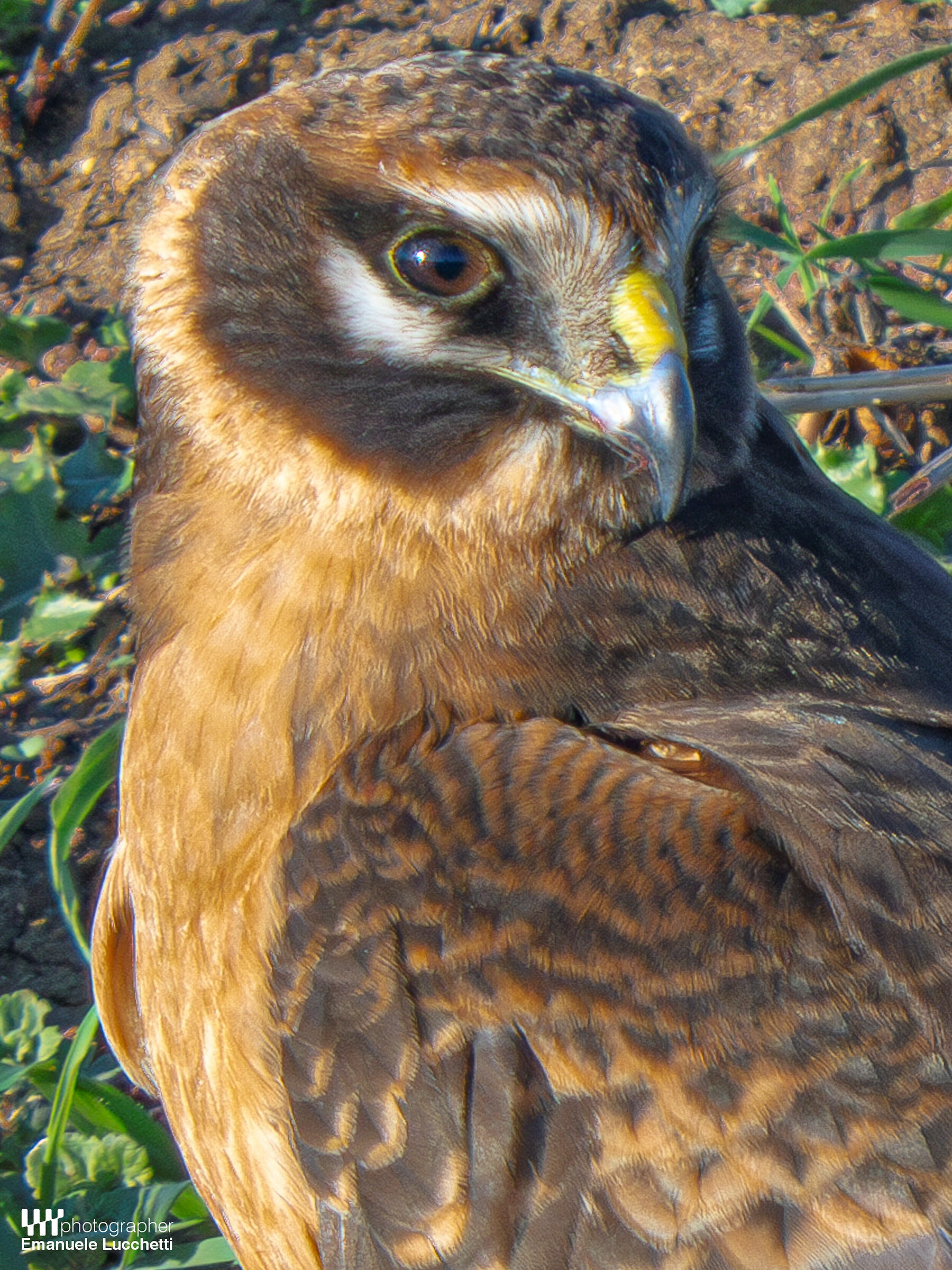 Pale harrier (female, juvenile)