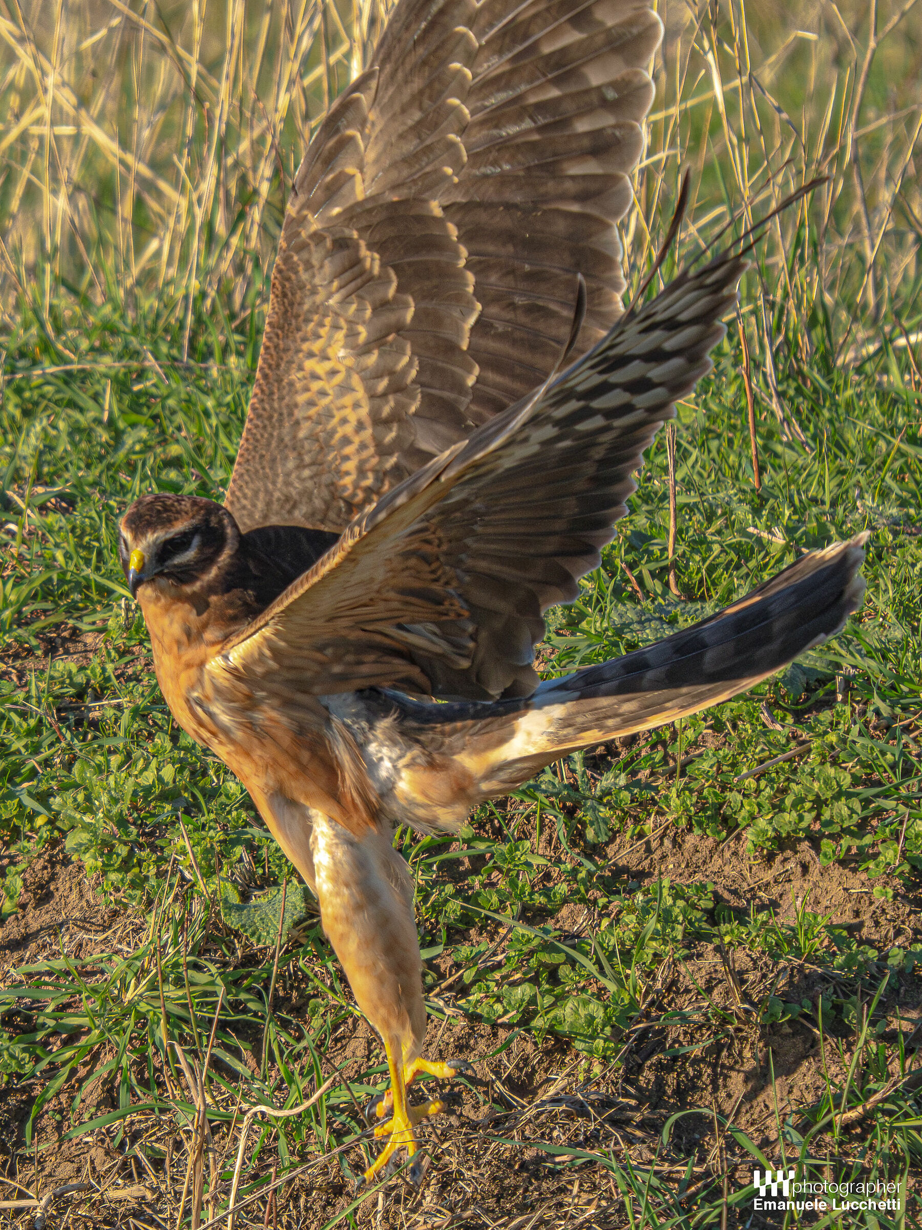 Pale harrier (female, juvenile)