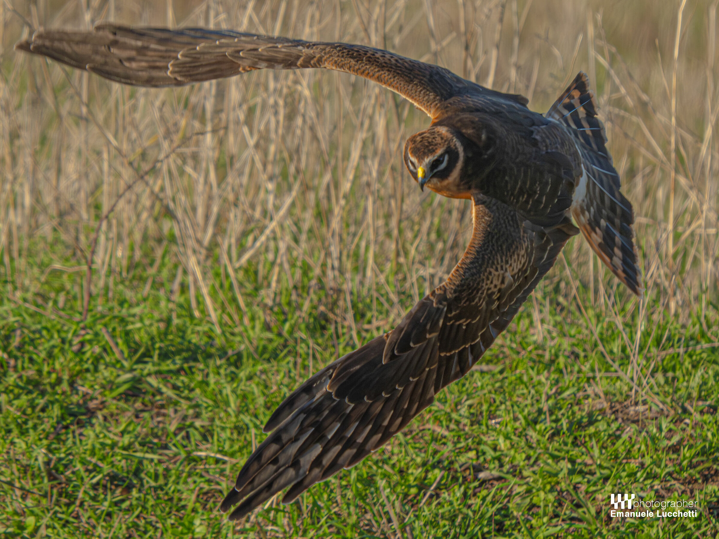 Pale harrier (female, juvenile)