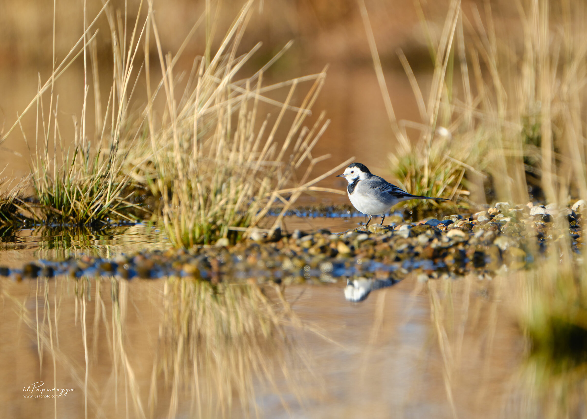 White wagtail