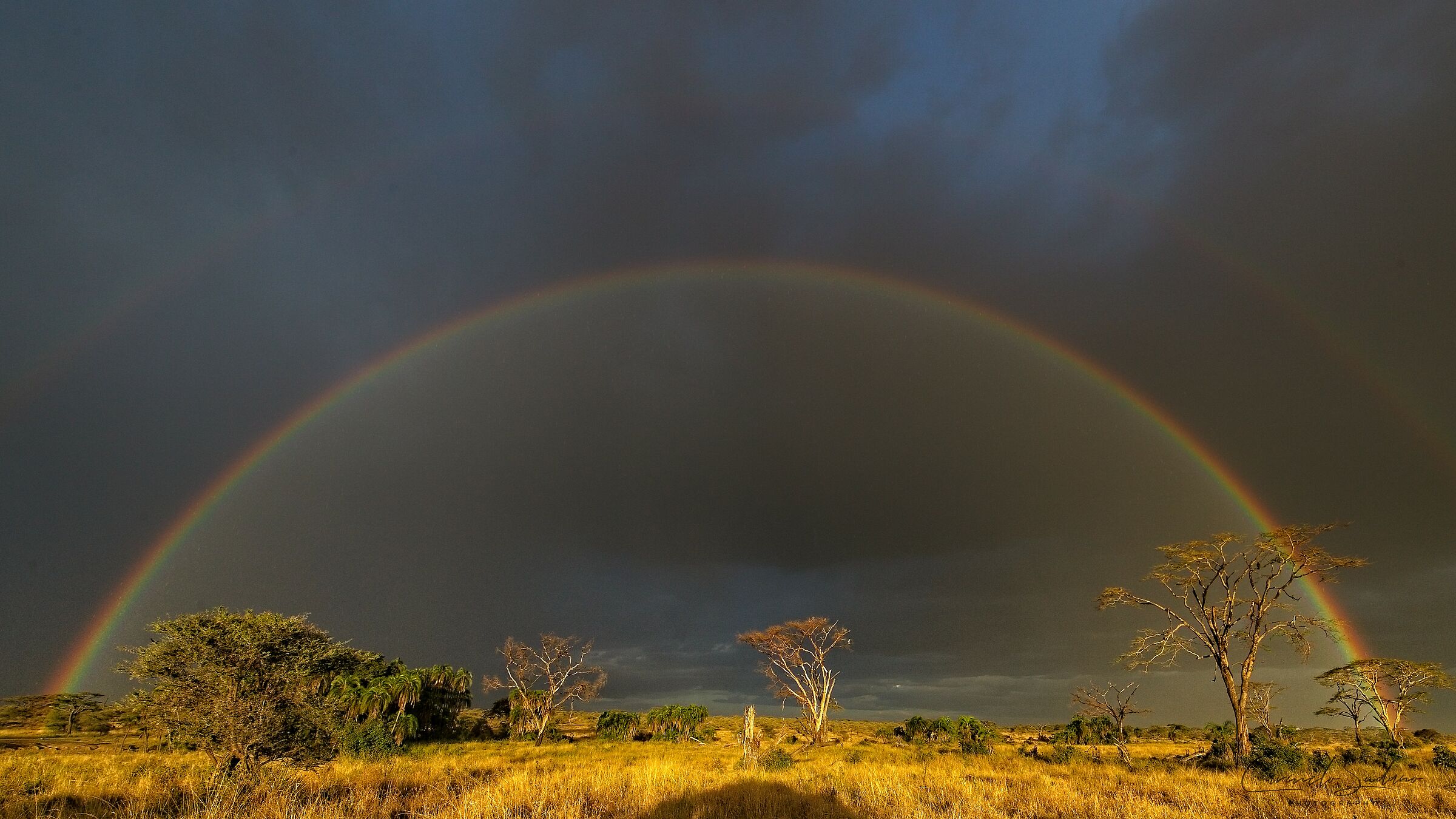 Serengeti dopo la tempesta
