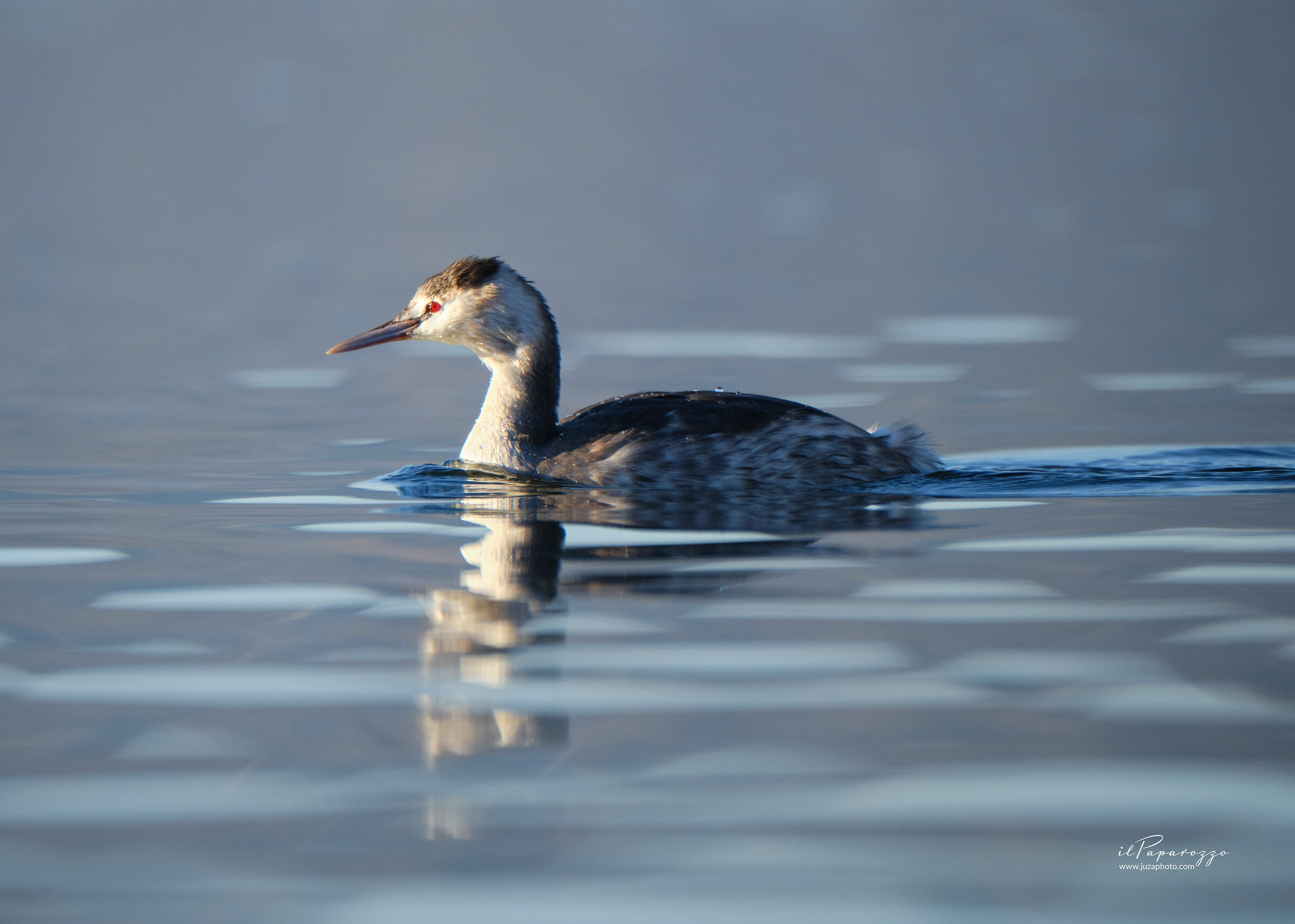 Great crested grebe
