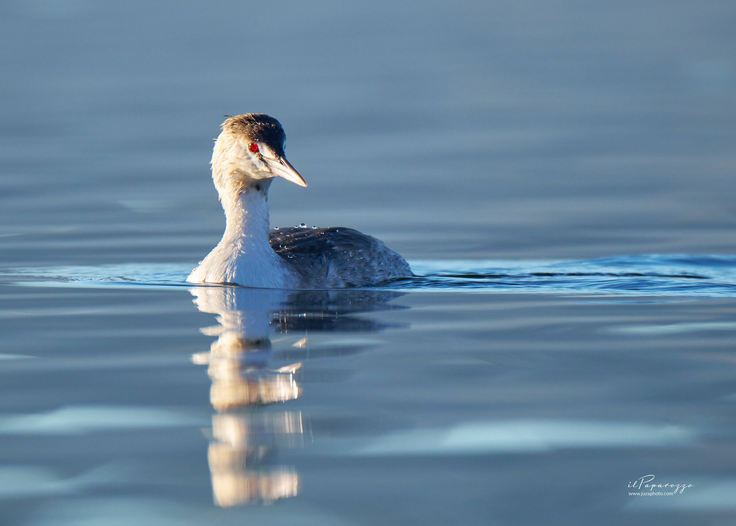 Great crested grebe