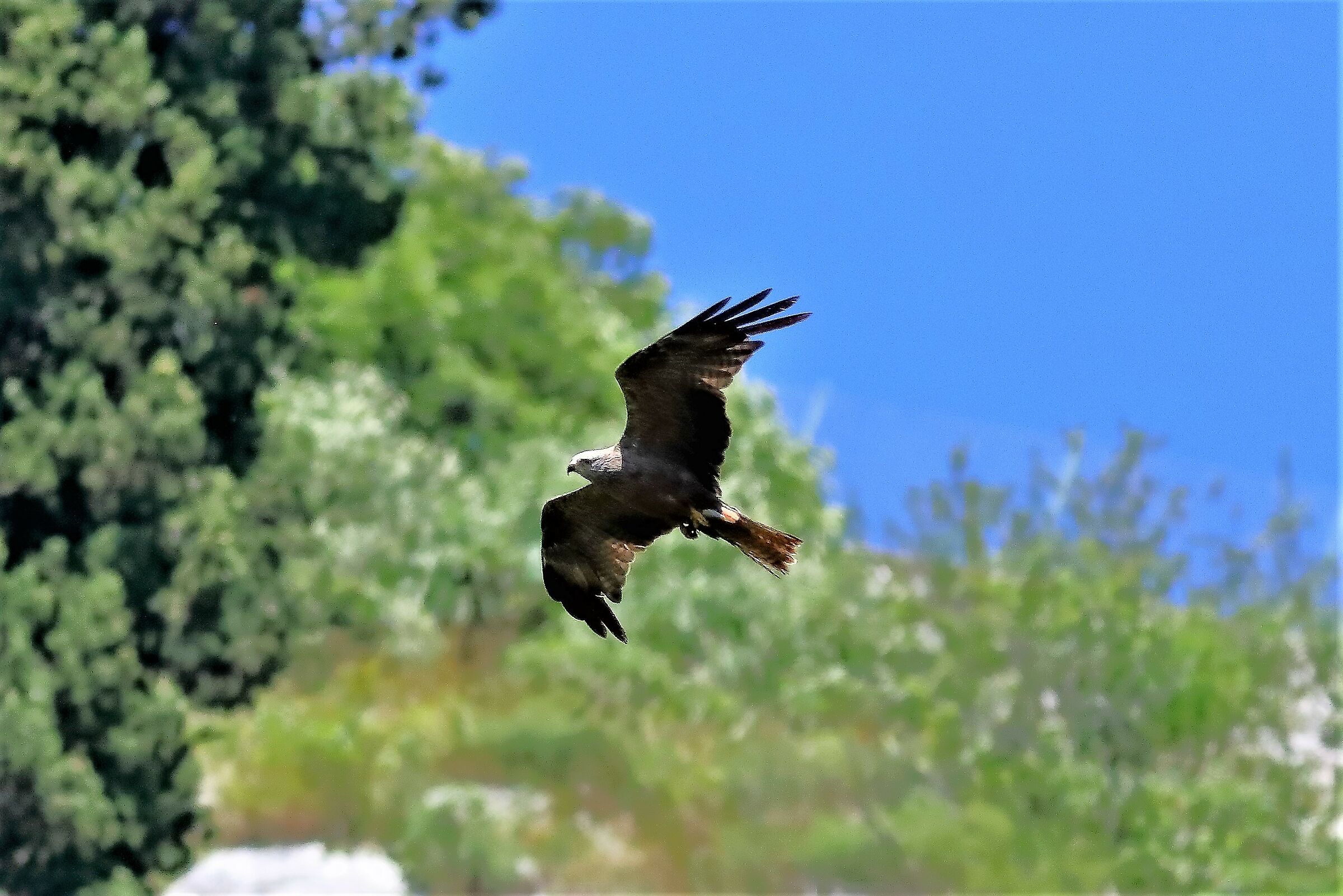 Black Kite 07-08-2023