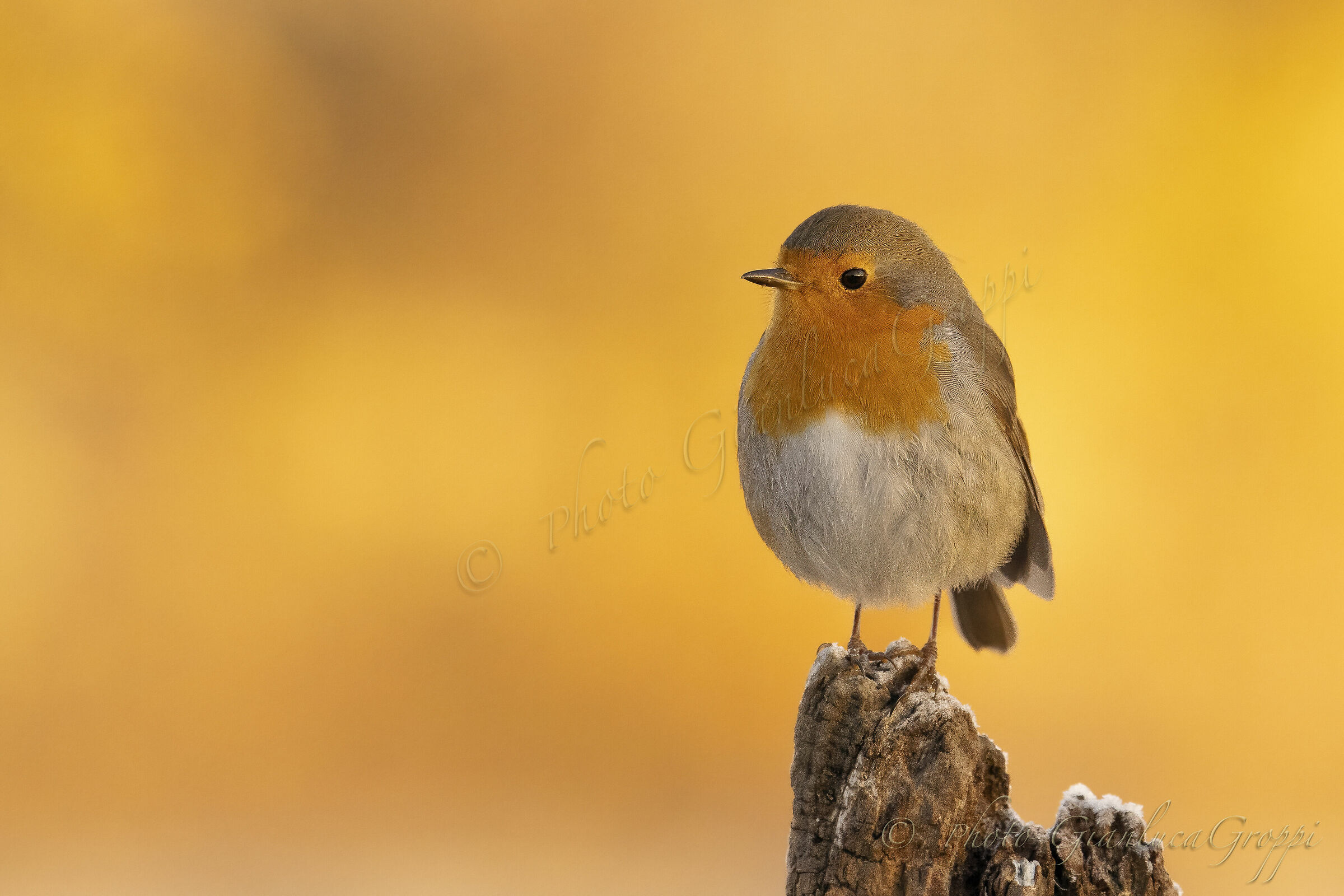 The early hours of the Robin Morning