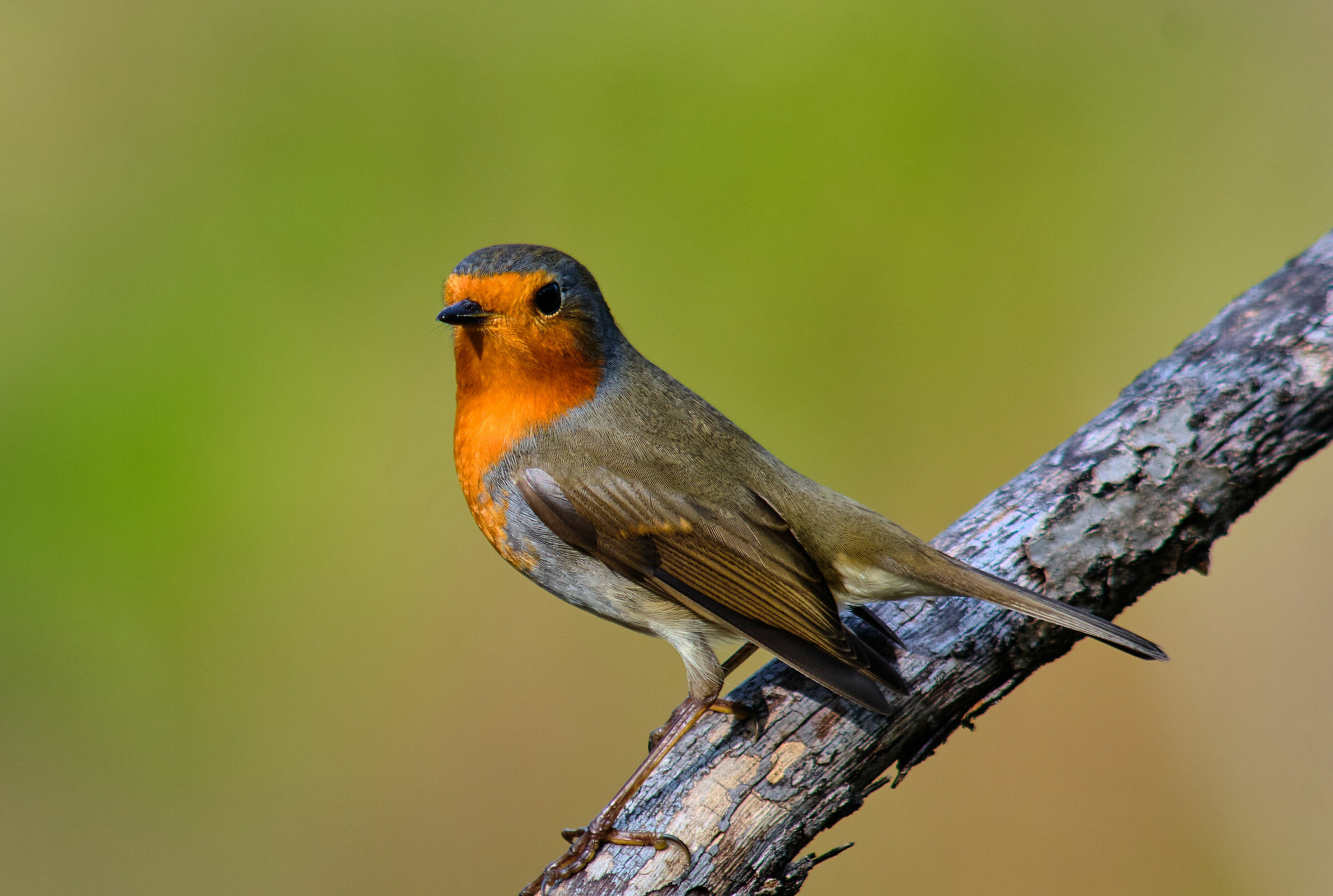 Redbreast robin