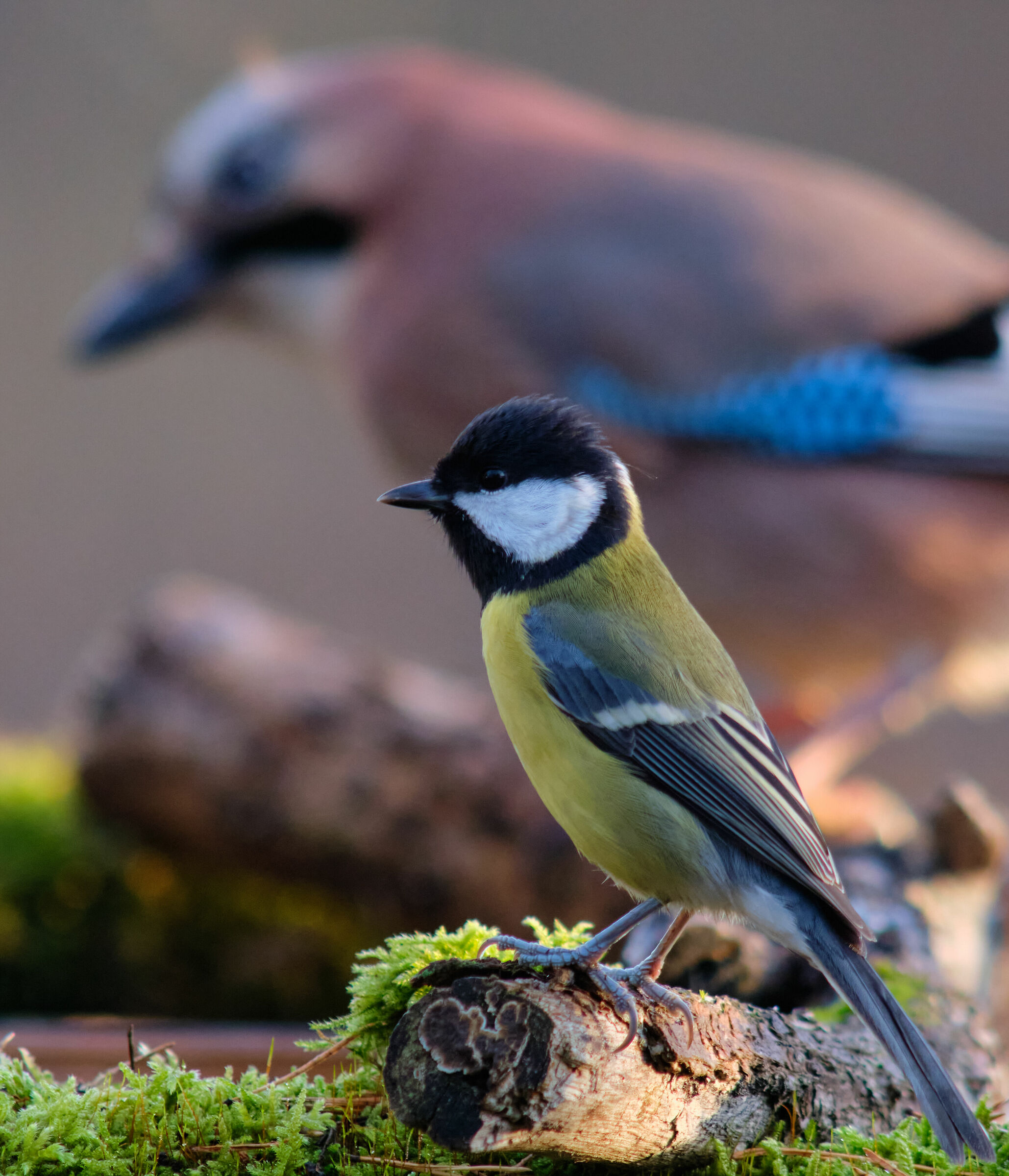Great tit and eurasian jay