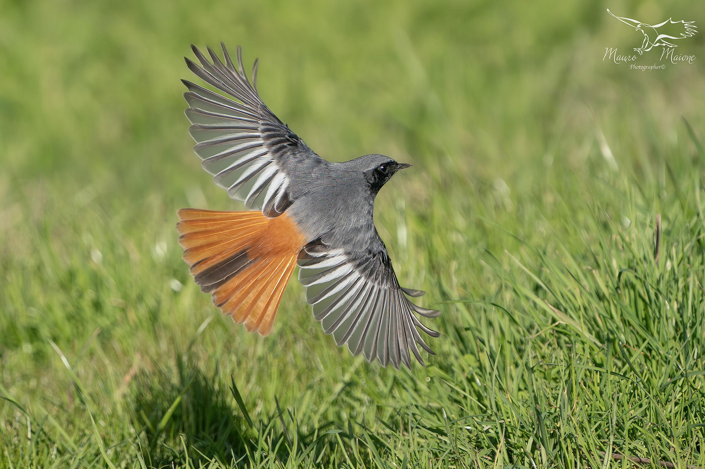 codirosso spazzacamino