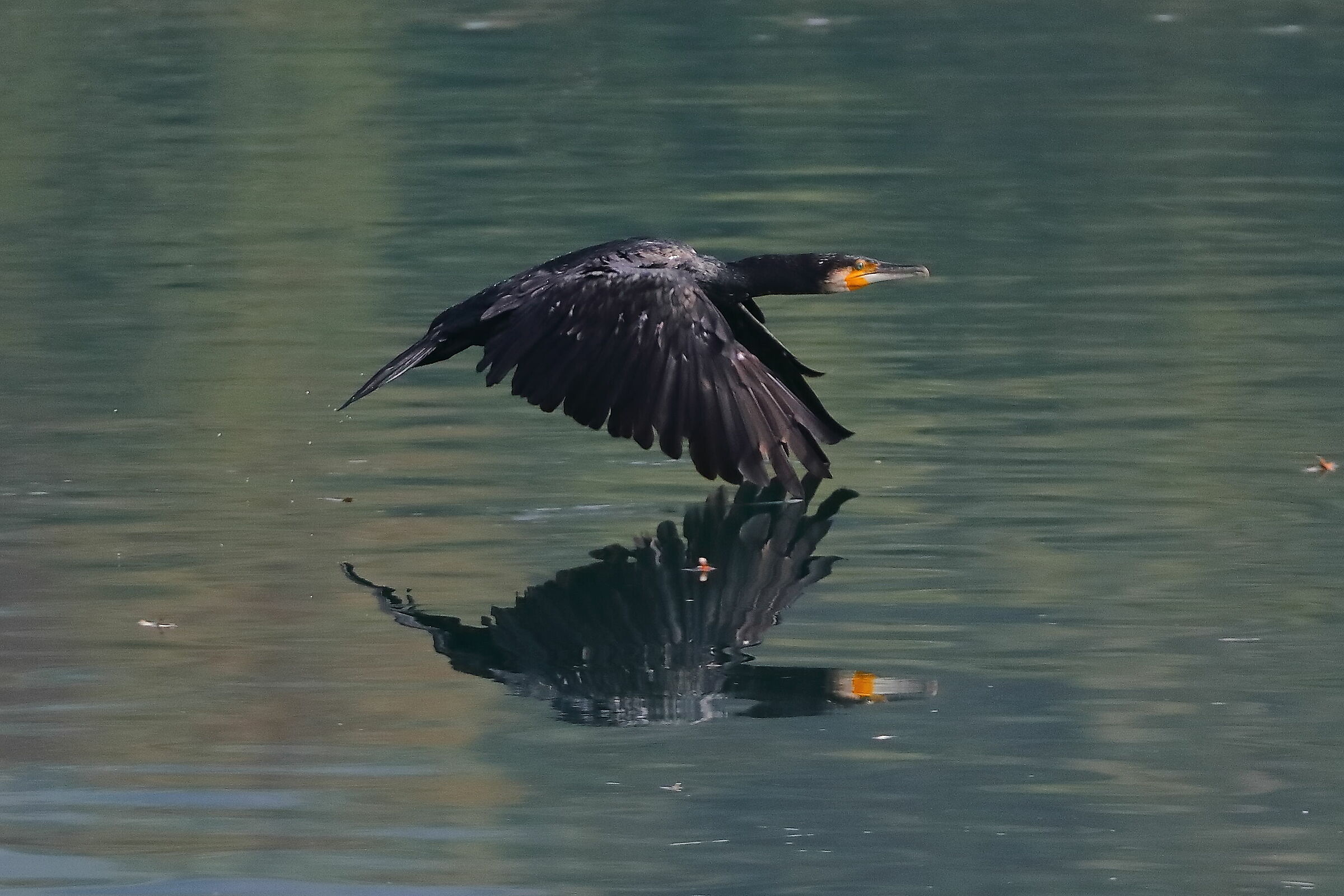 Cormorant 11-10-2023