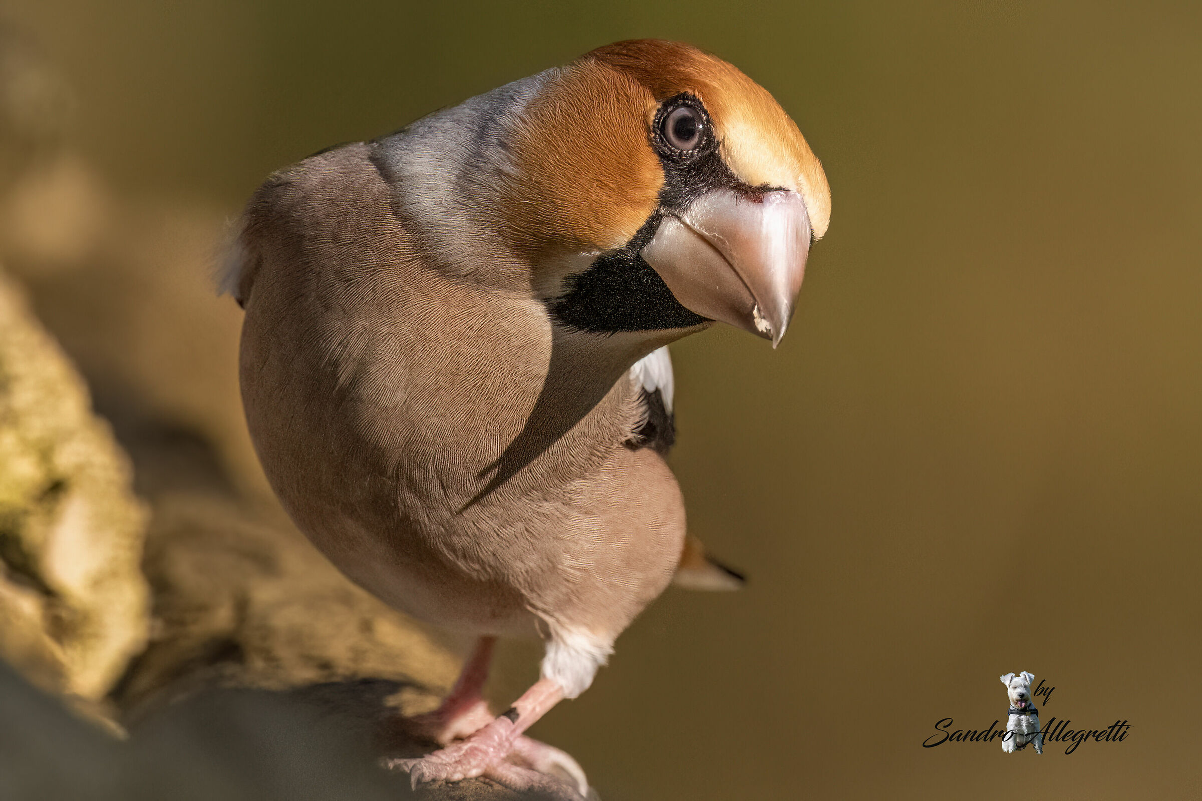 Il frosone comune (Coccothraustes coccothraustes)
