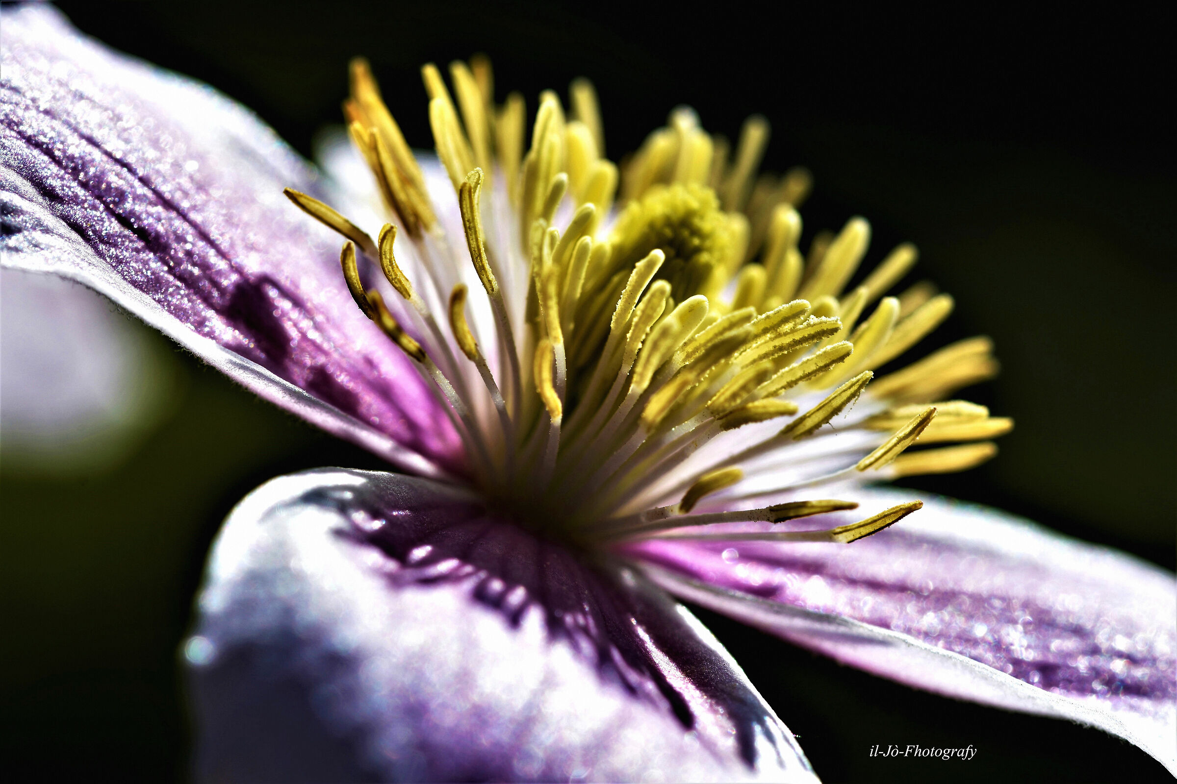 Untitled Photo