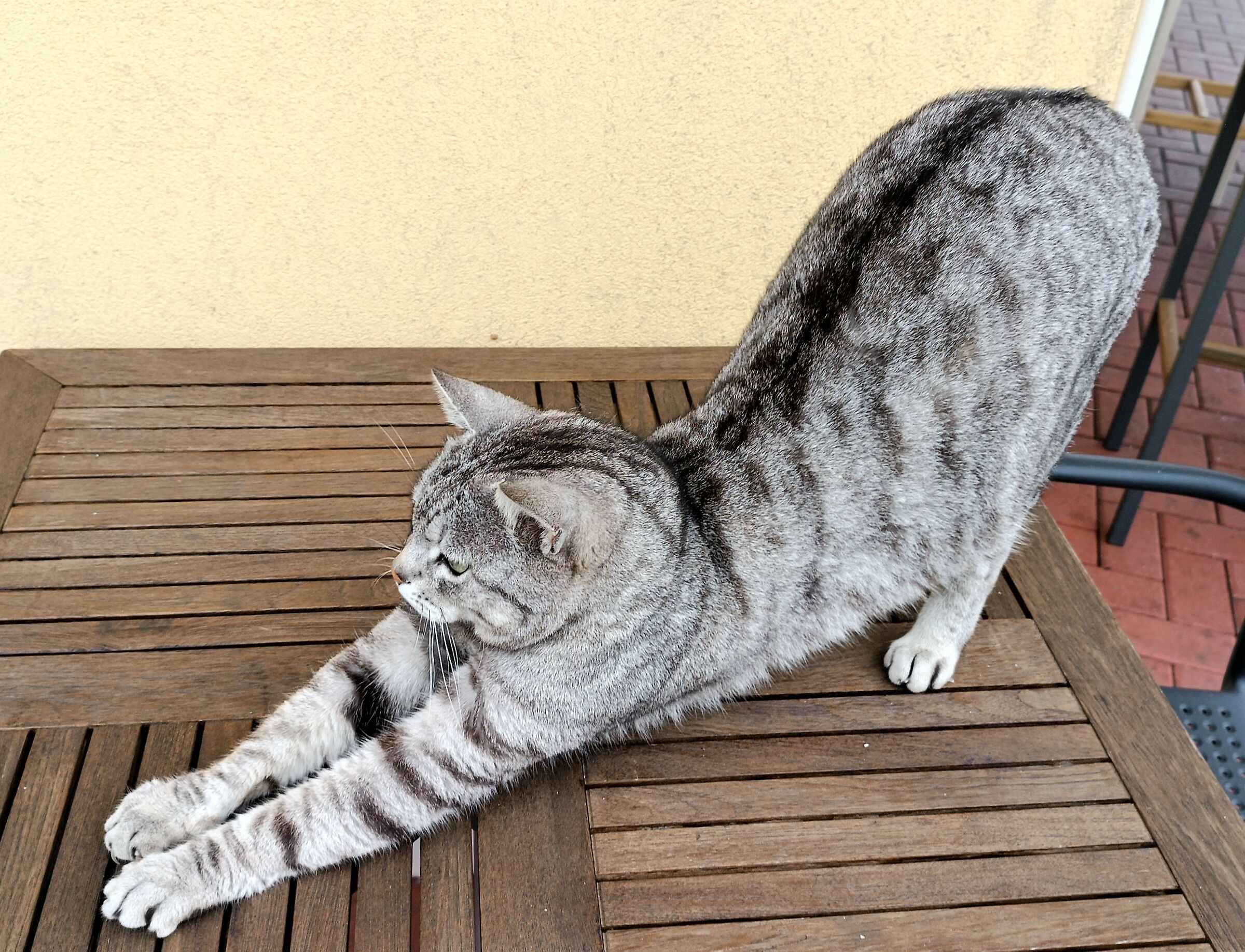 Il micione fa stretching