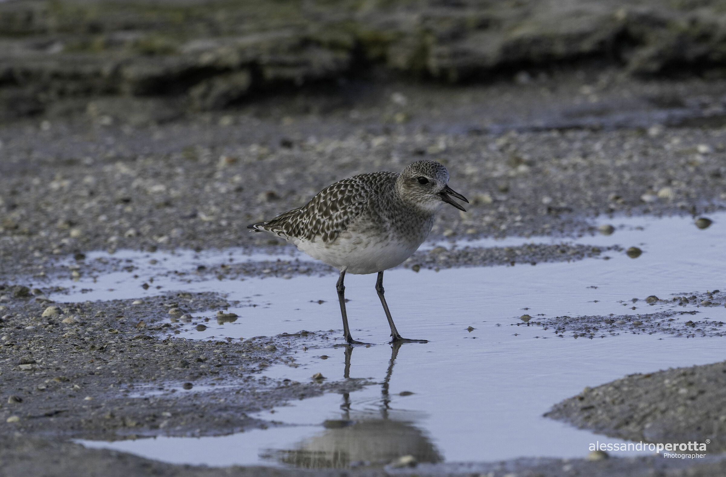 Pluvialis squatarola