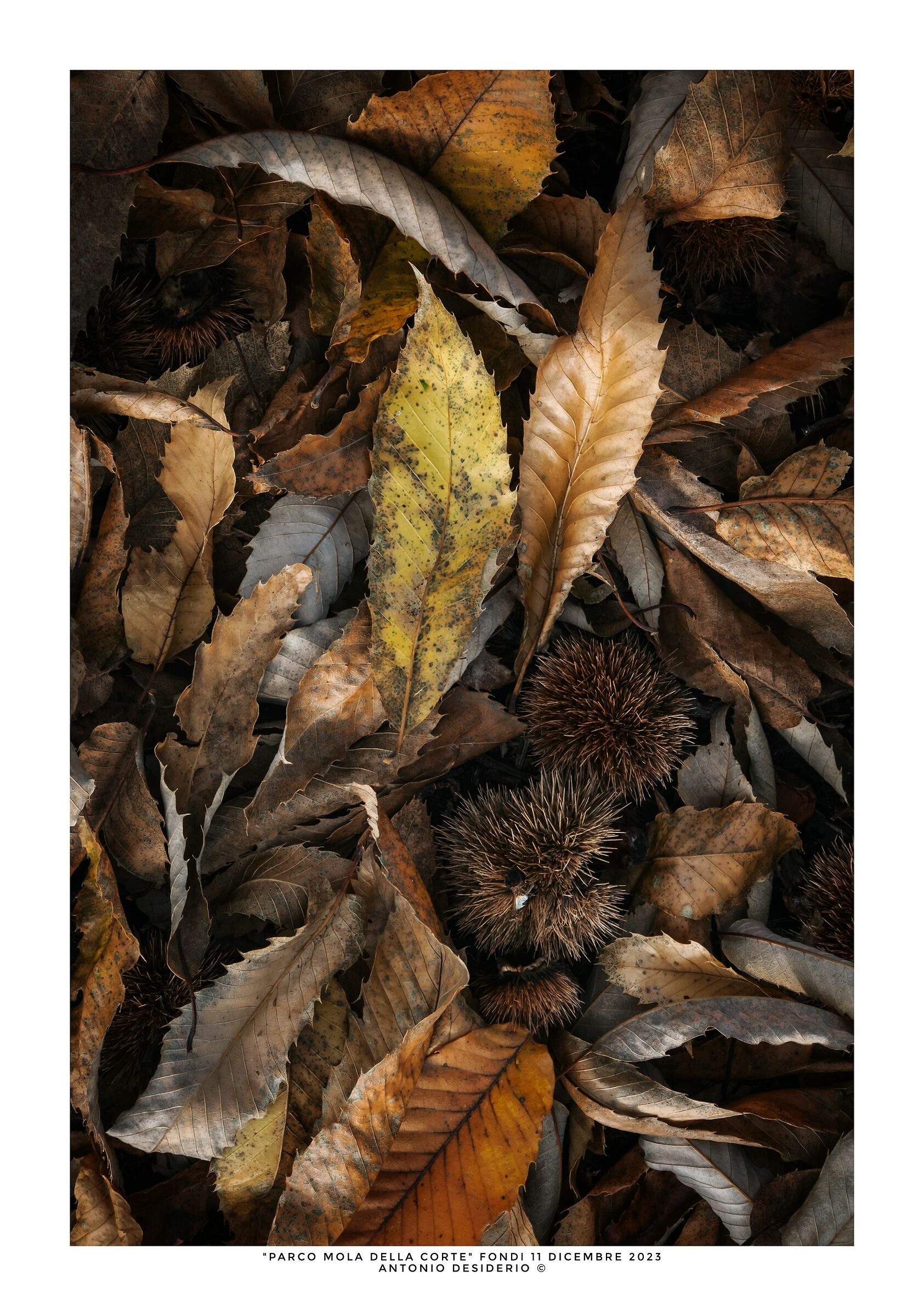 Leaves and chestnuts