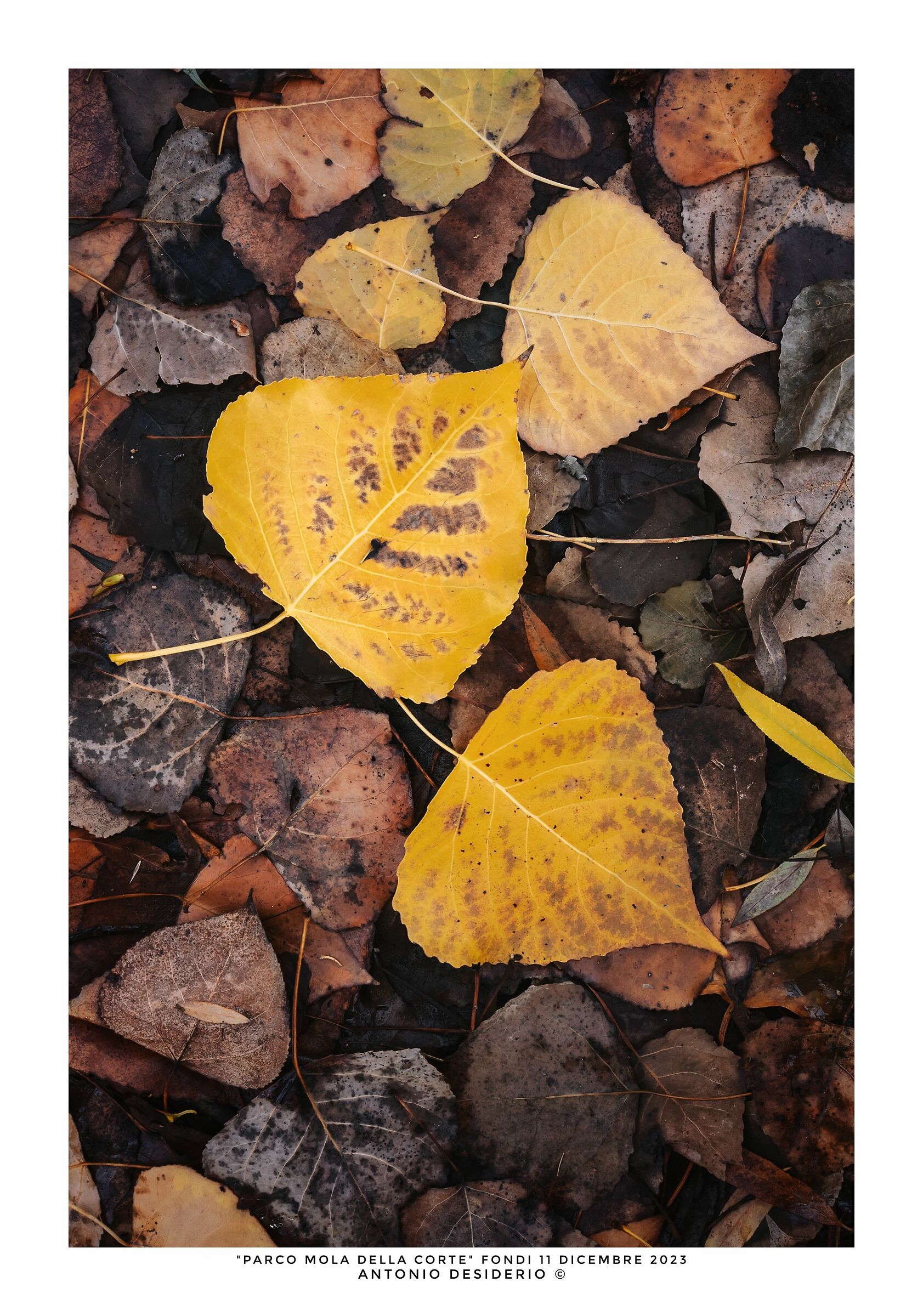 Pensiero giallo