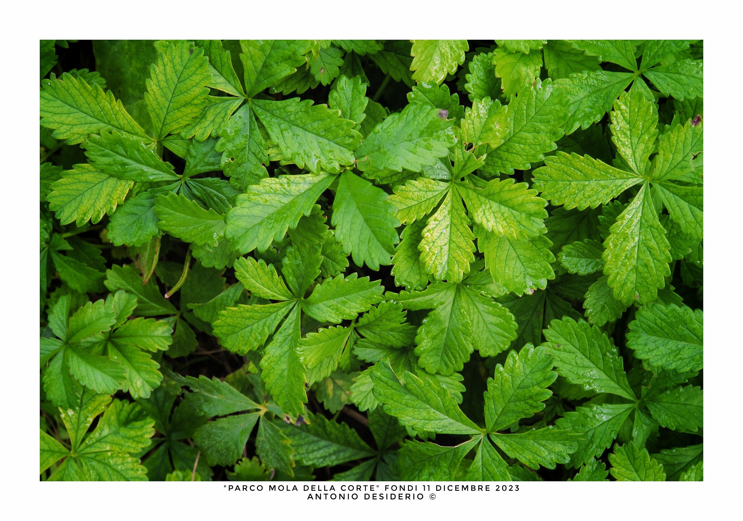Pattern della natura