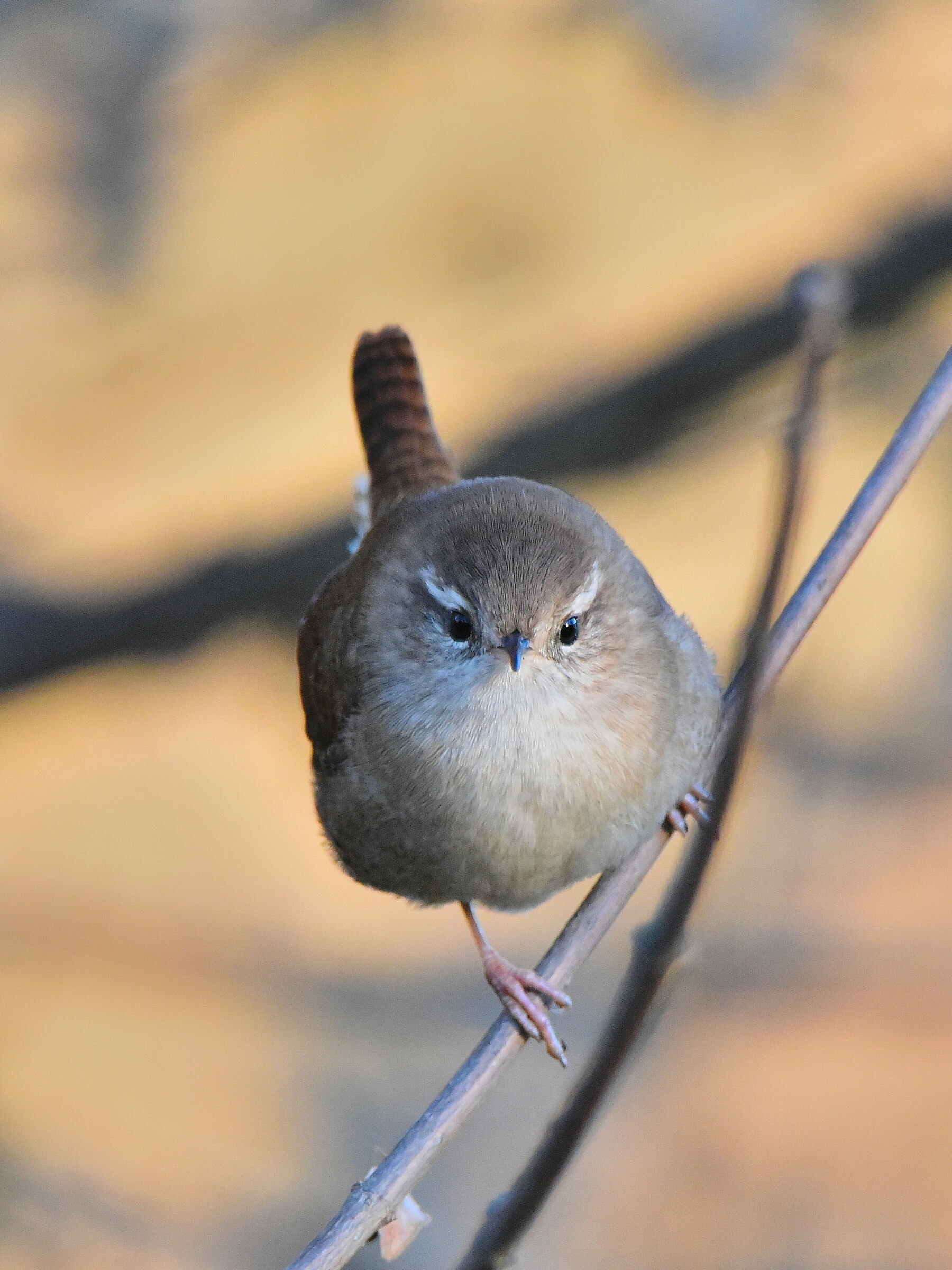 Wren