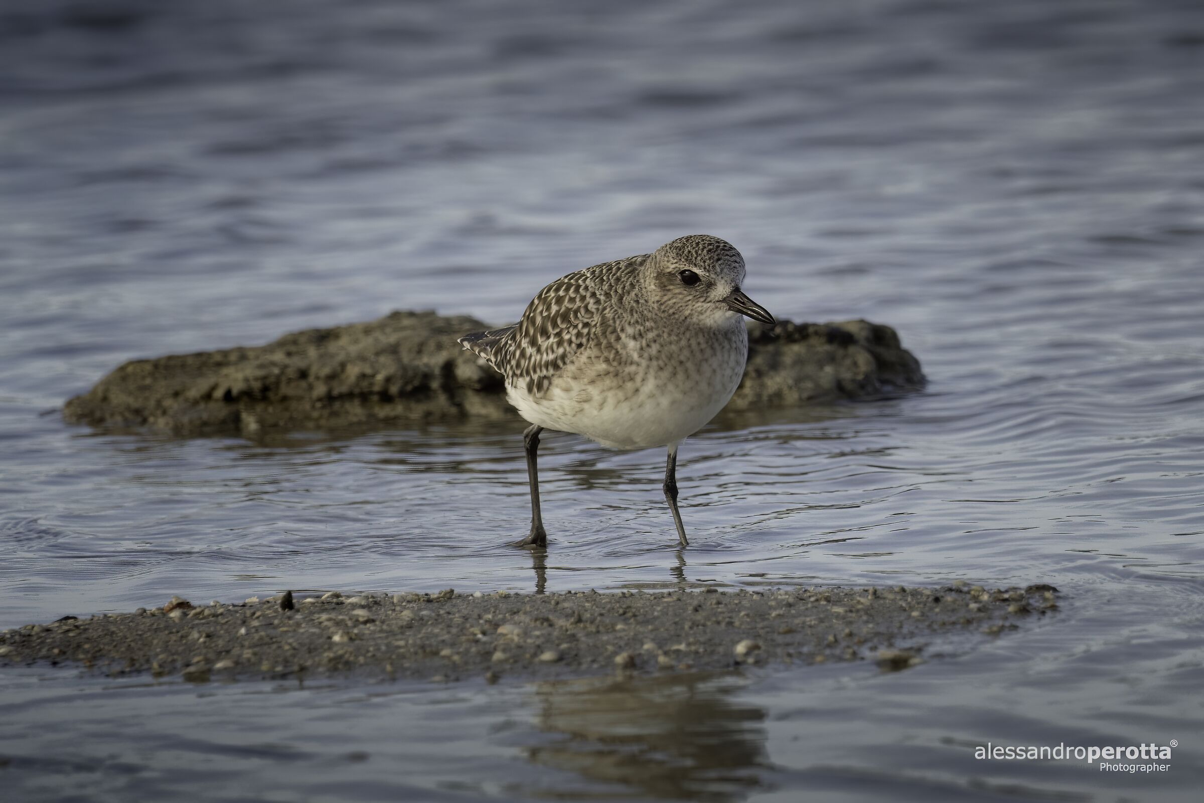 Pluvialis squatarola