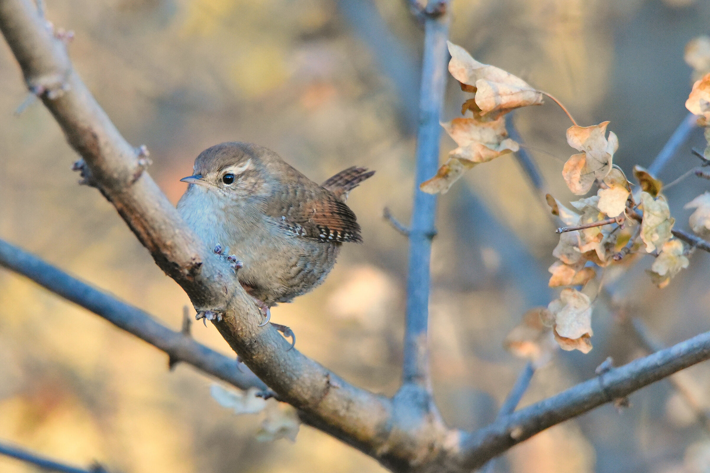 wren