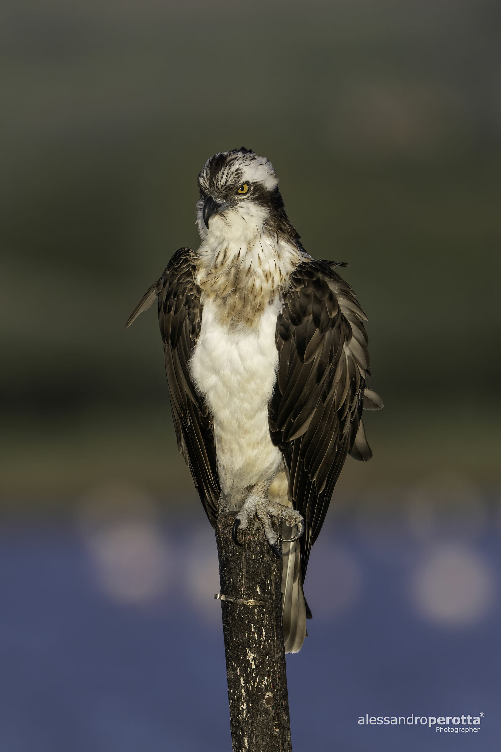 Pandion haliaetus