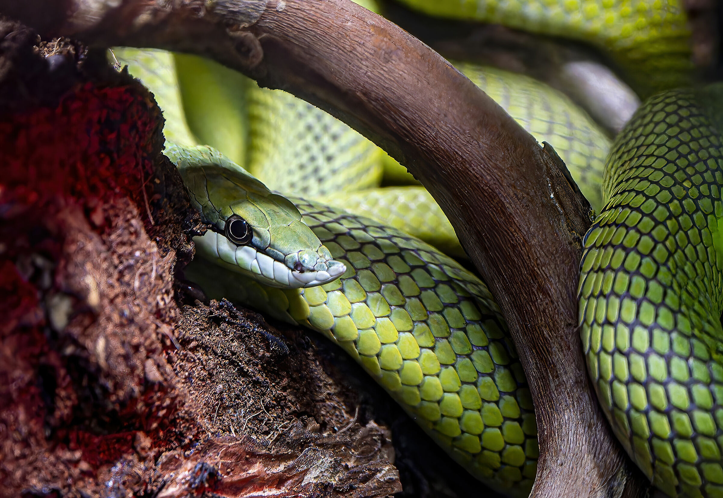 Le Spire del Serpente