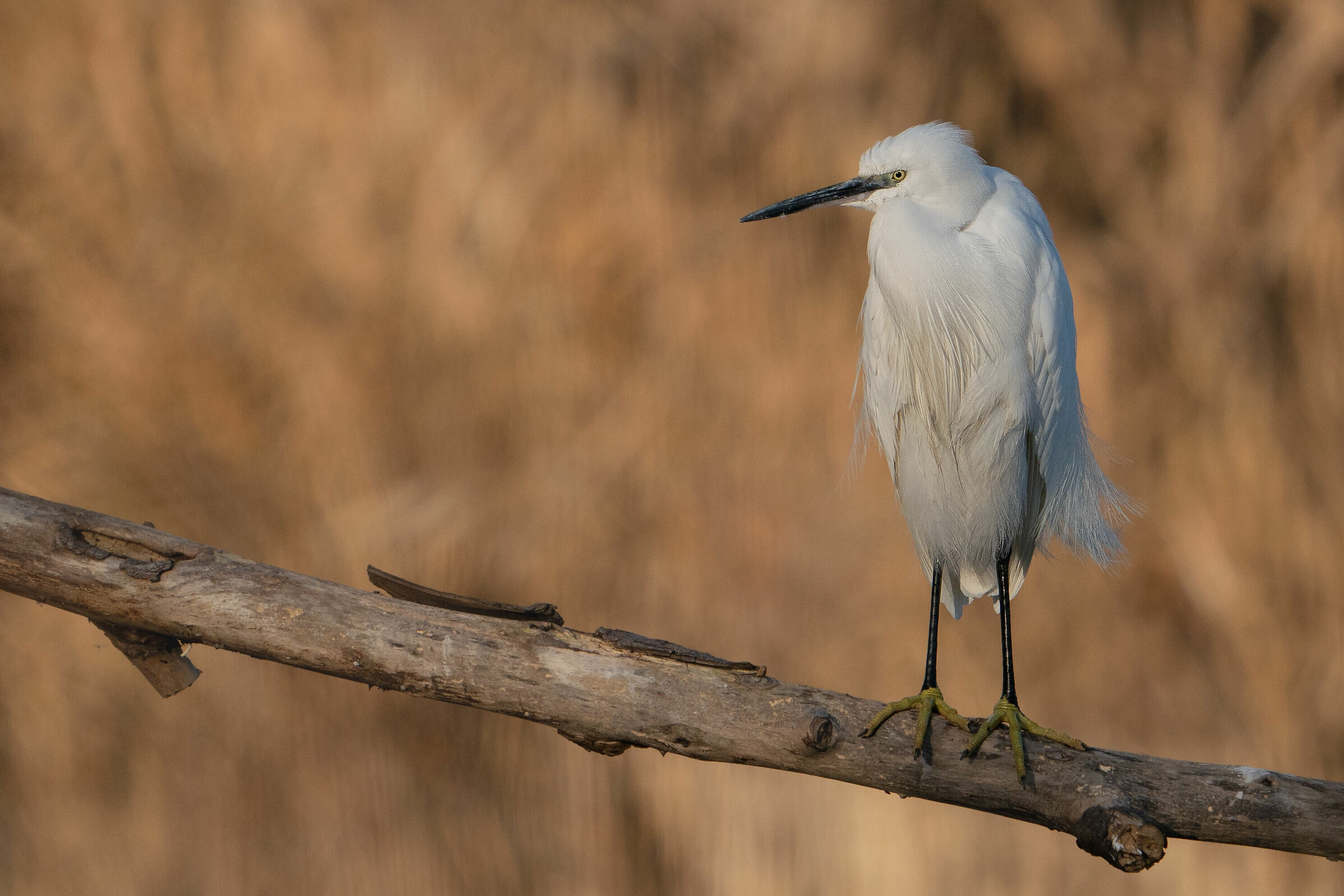 Egret