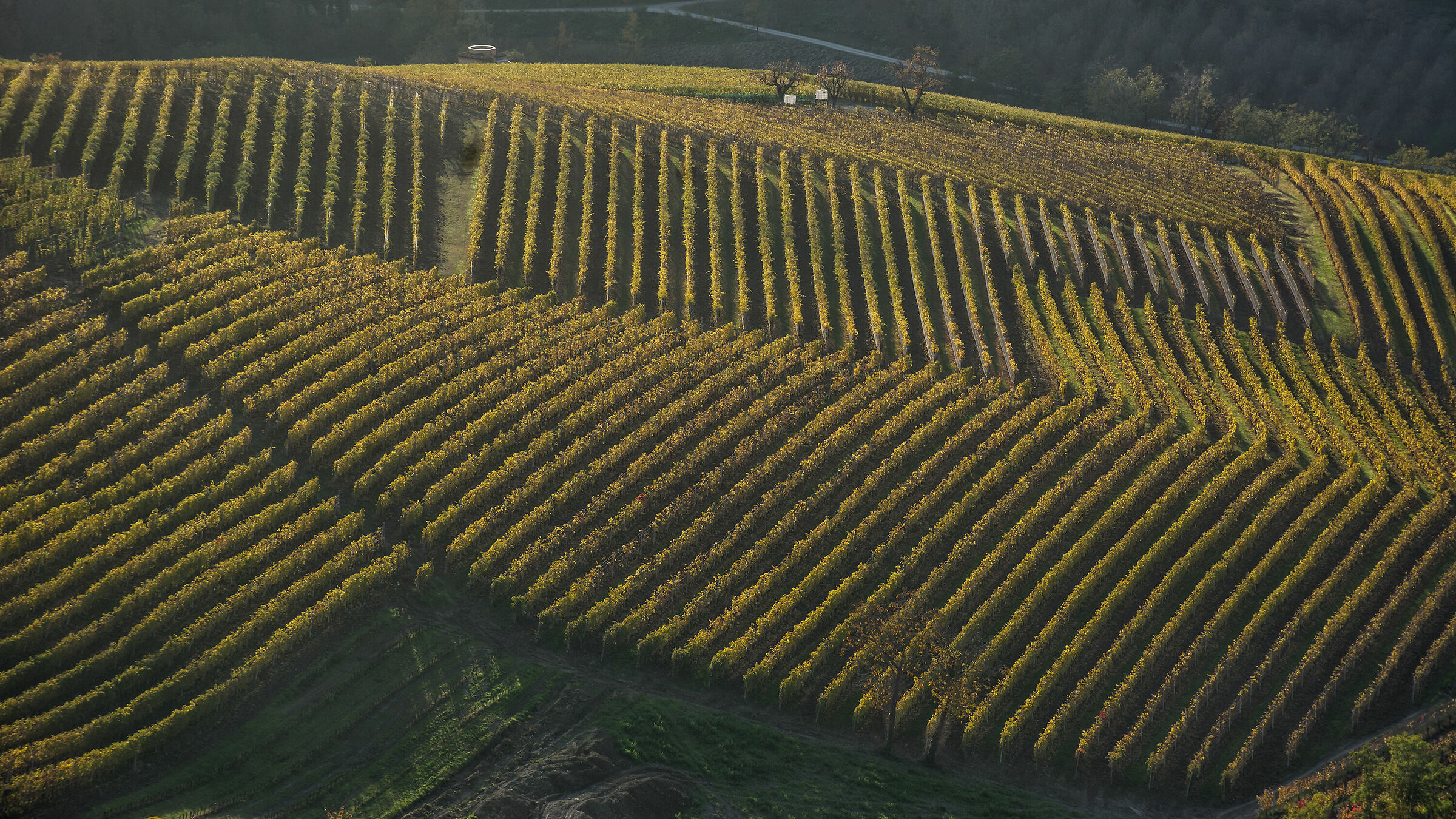 I vigneti al calare del sole
