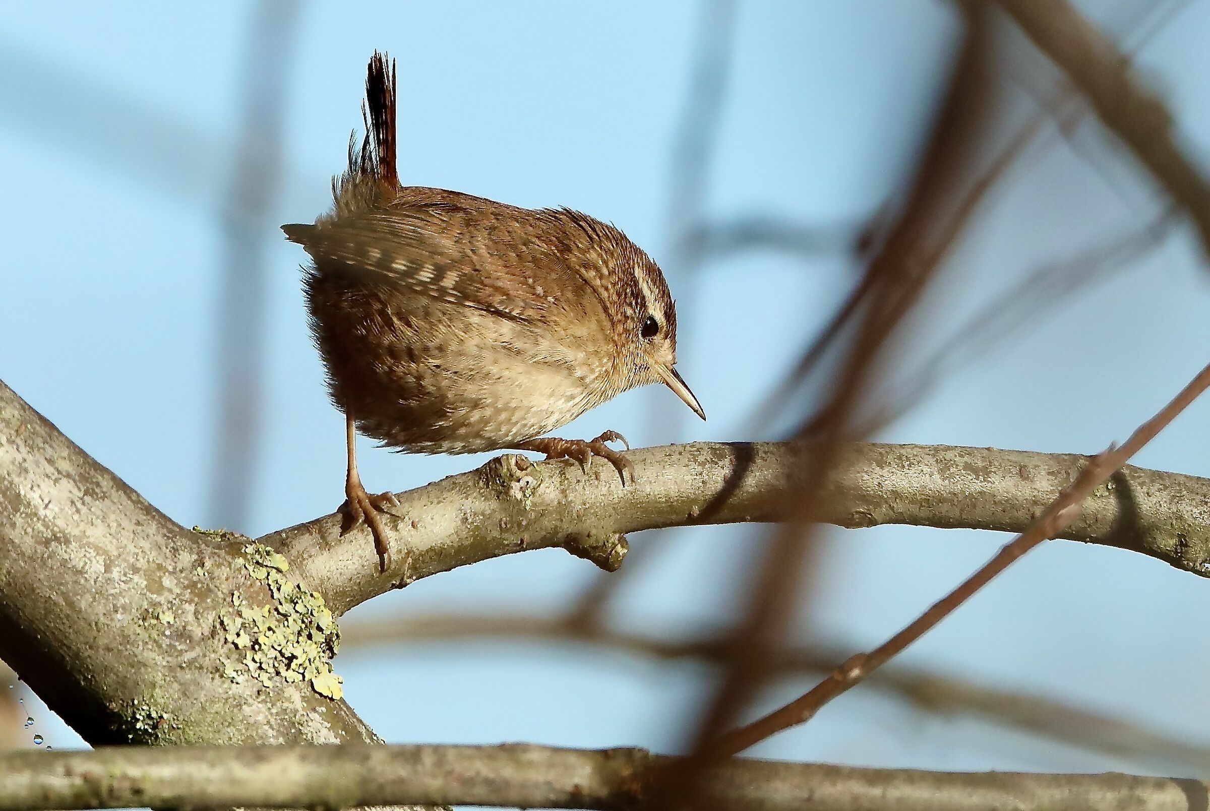 Wren