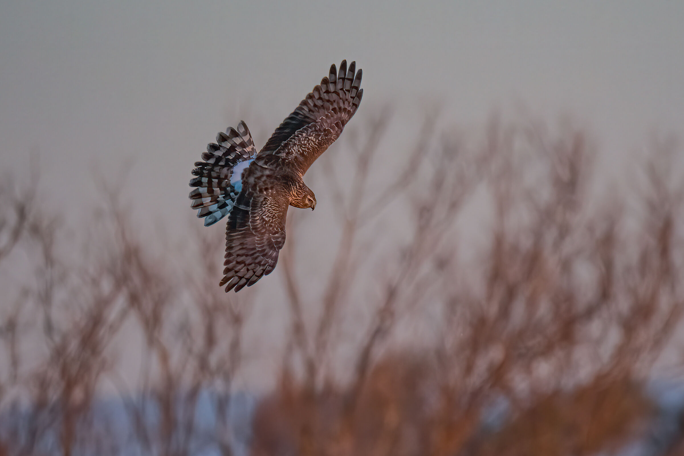 Albanella reale(Circus cyaneus)